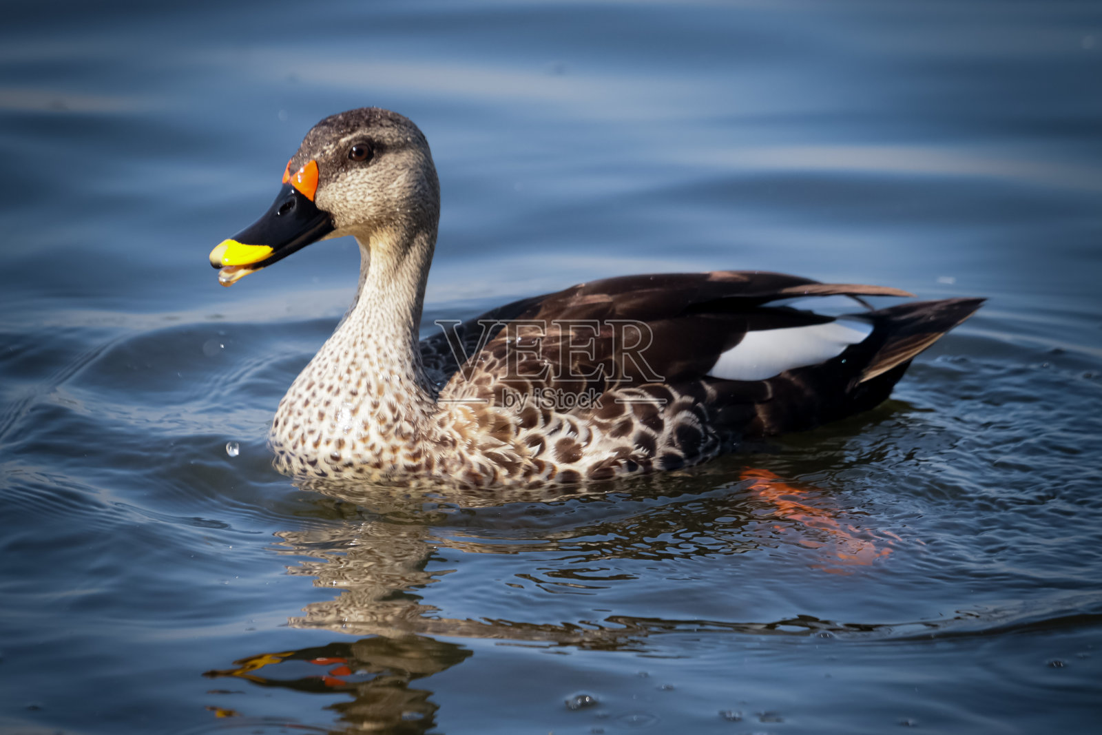 水滴从鸭子嘴里滴下来照片摄影图片