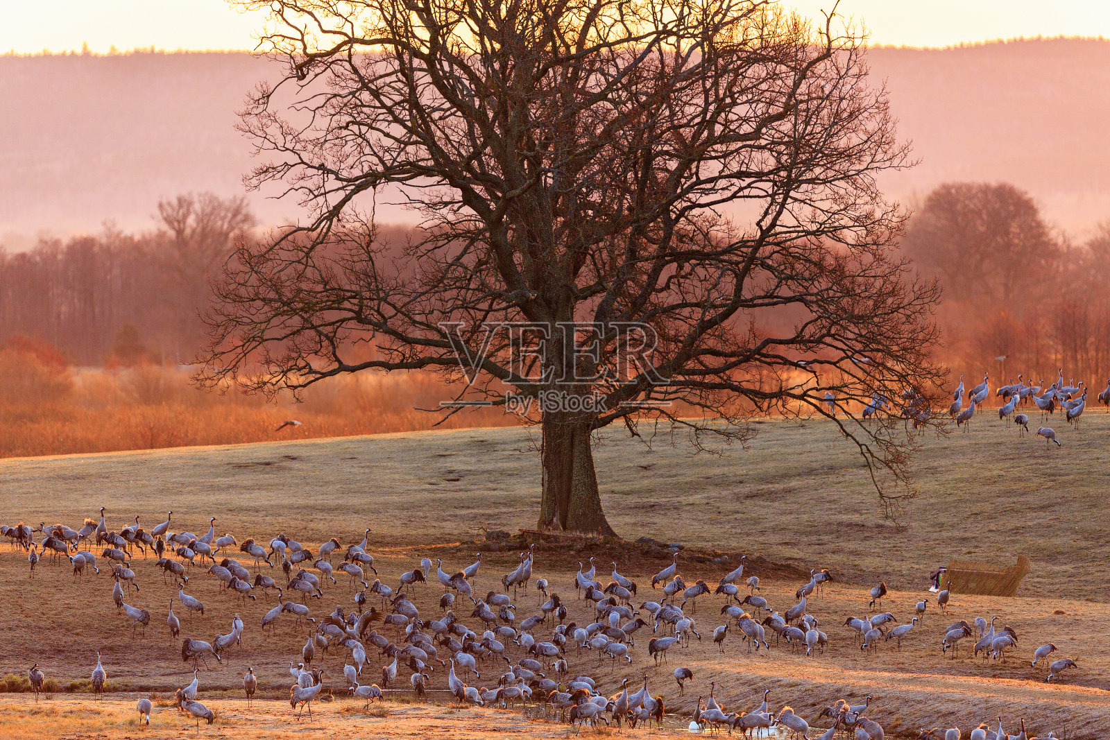 晨光下的鹤和橡树照片摄影图片