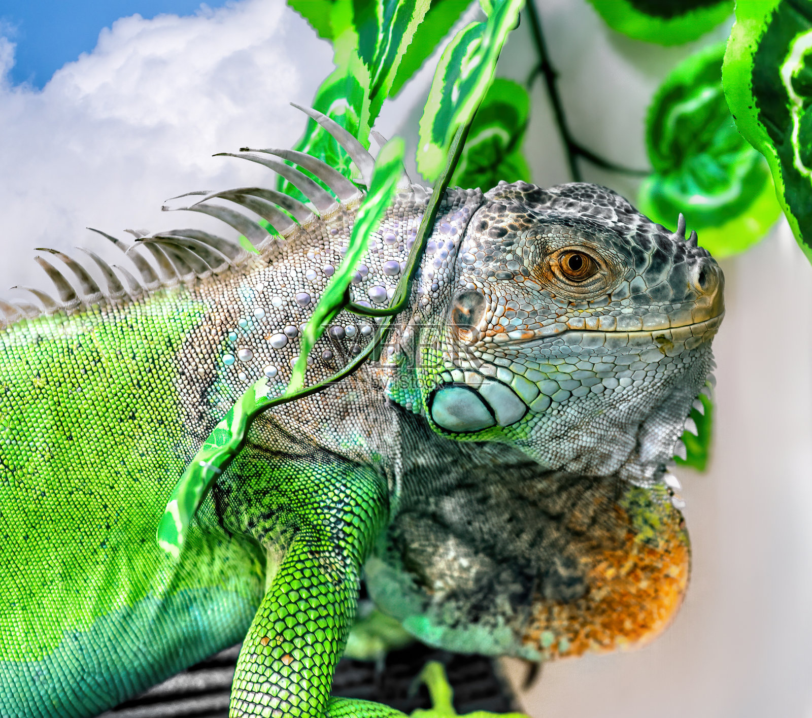 一只大鬣蜥照片摄影图片