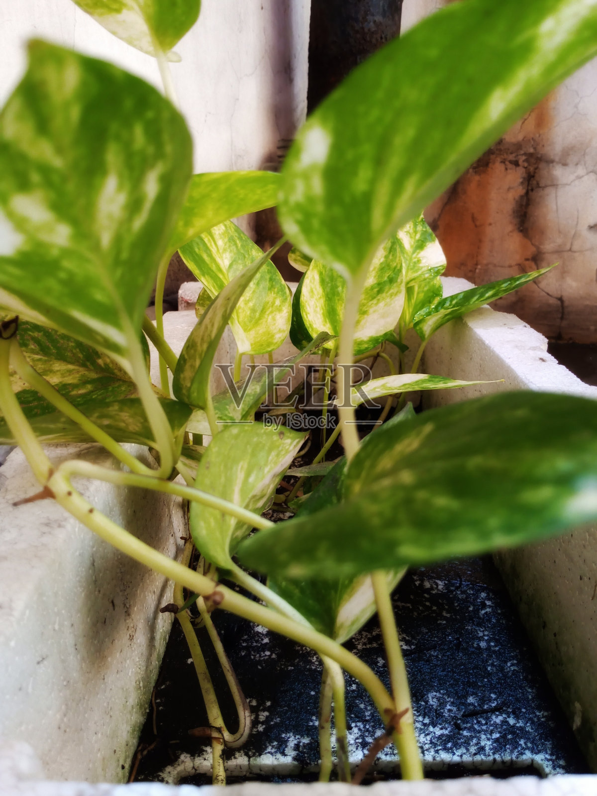 美丽迷人的观赏植物照片摄影图片