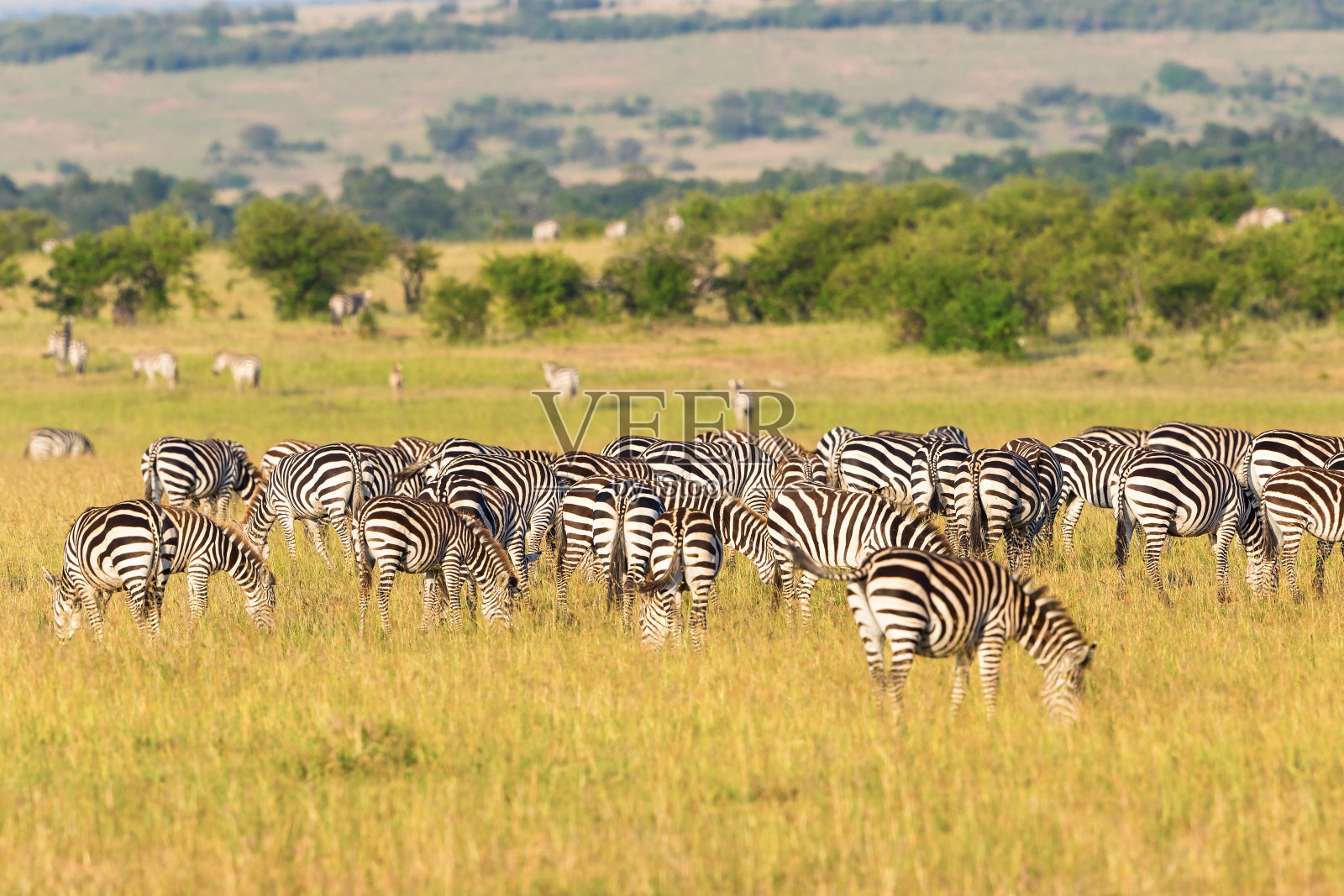 一群斑马在热带草原上吃草照片摄影图片