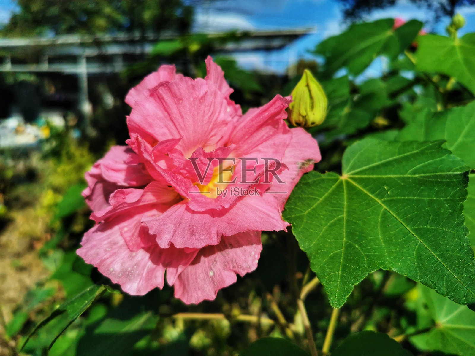 神奇的花可以在一天内改变自己的颜色，多达3种颜色，被称为Pud Tan花。照片摄影图片