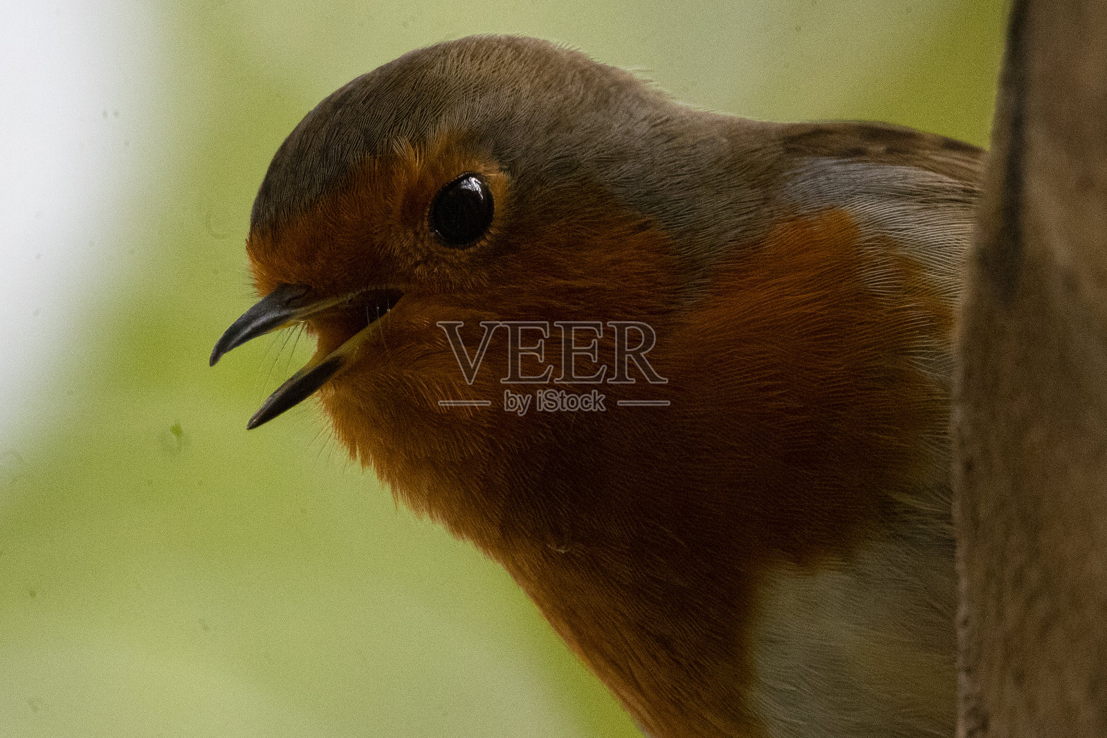 欧洲罗宾照片摄影图片