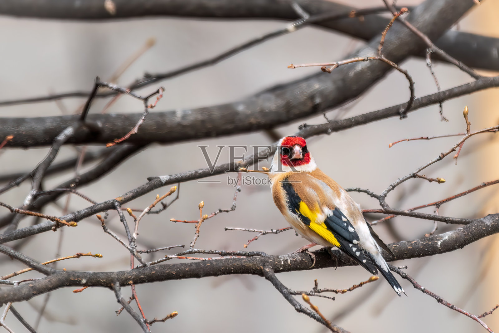 春天，欧洲金翅雀或简称金翅雀，栖息在绿色背景下的树枝上。野生动物中的欧洲金翅雀。照片摄影图片
