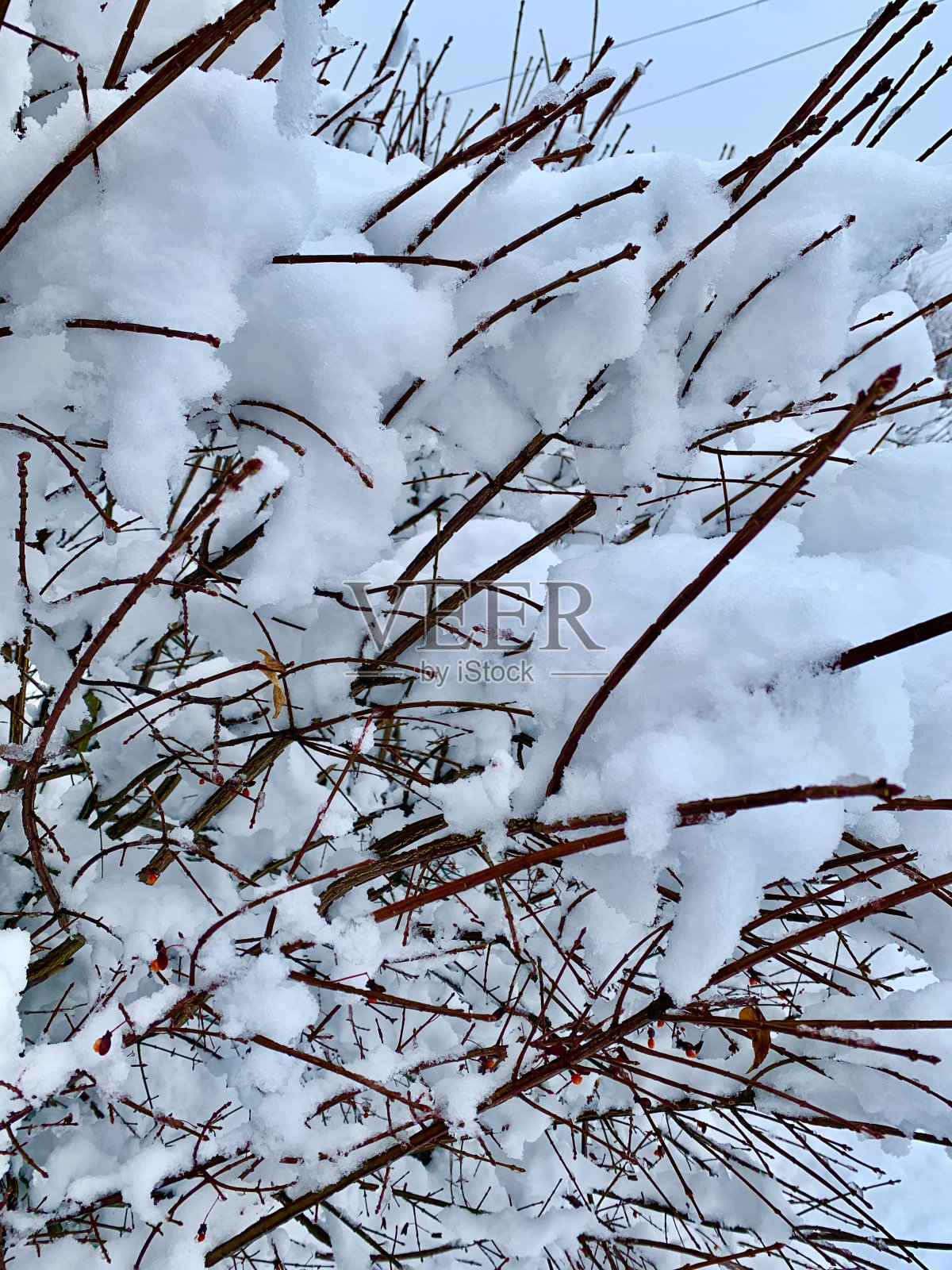 树枝上的雪照片摄影图片