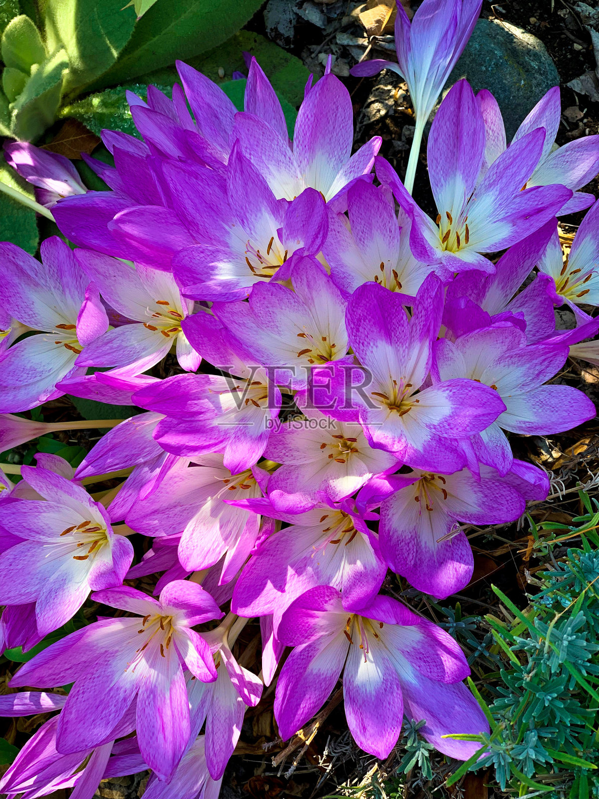 粉红色的花朵照片摄影图片
