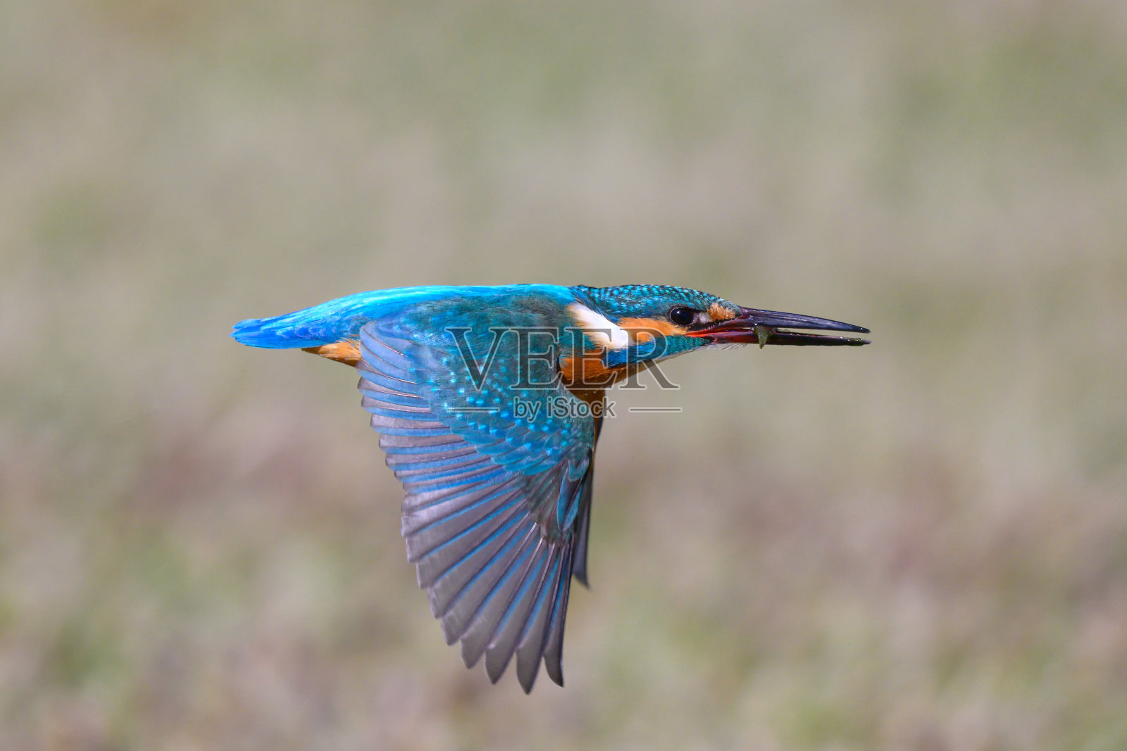 飞翔中的翠鸟照片摄影图片