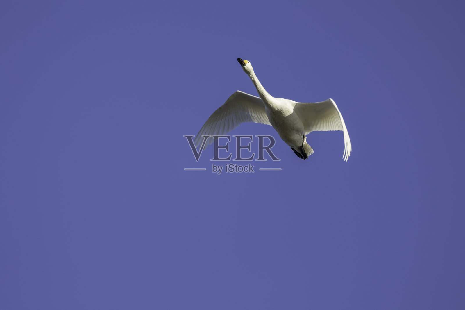 天鹅在蓝天上飞翔照片摄影图片