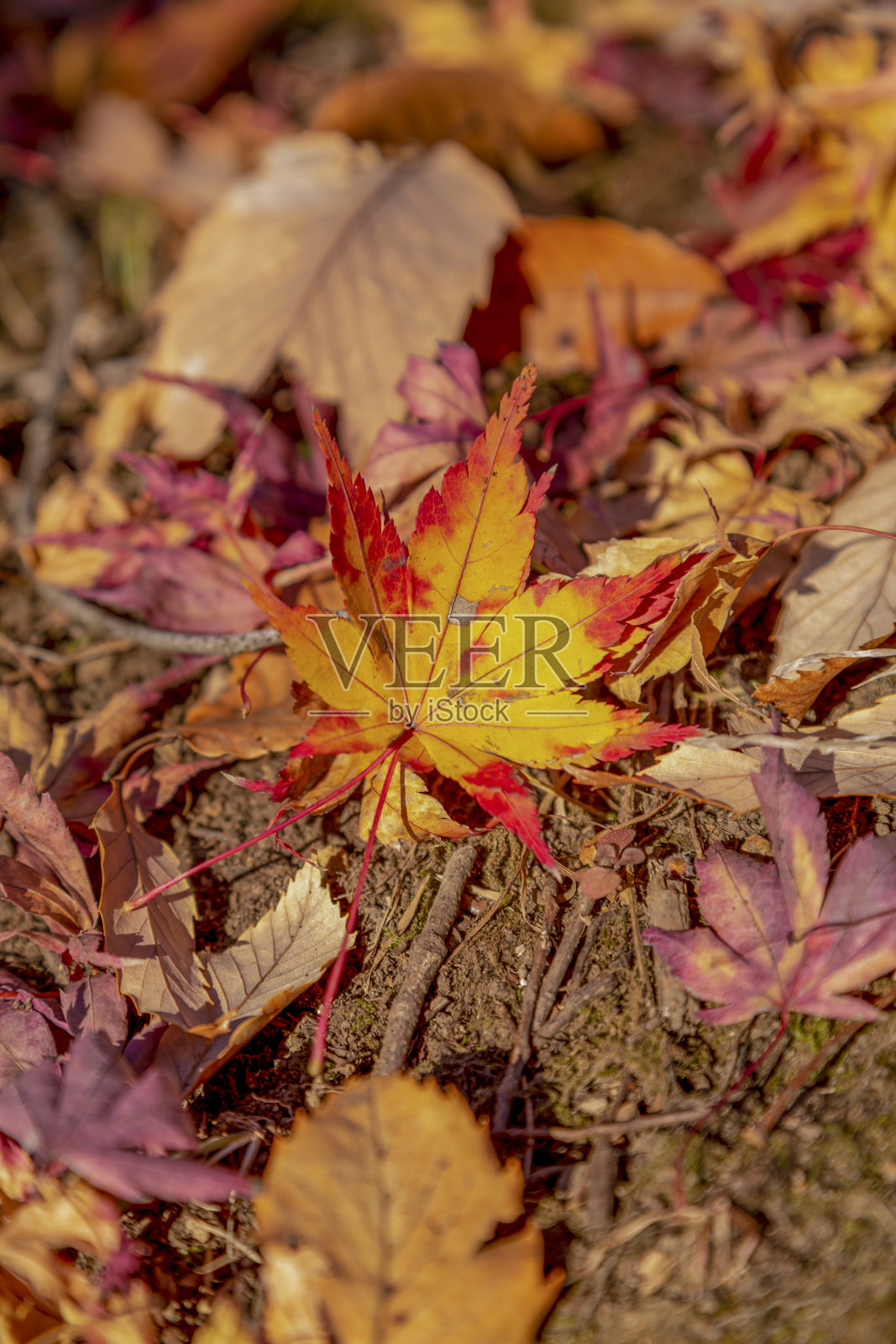 枫叶有美丽的颜色。照片摄影图片