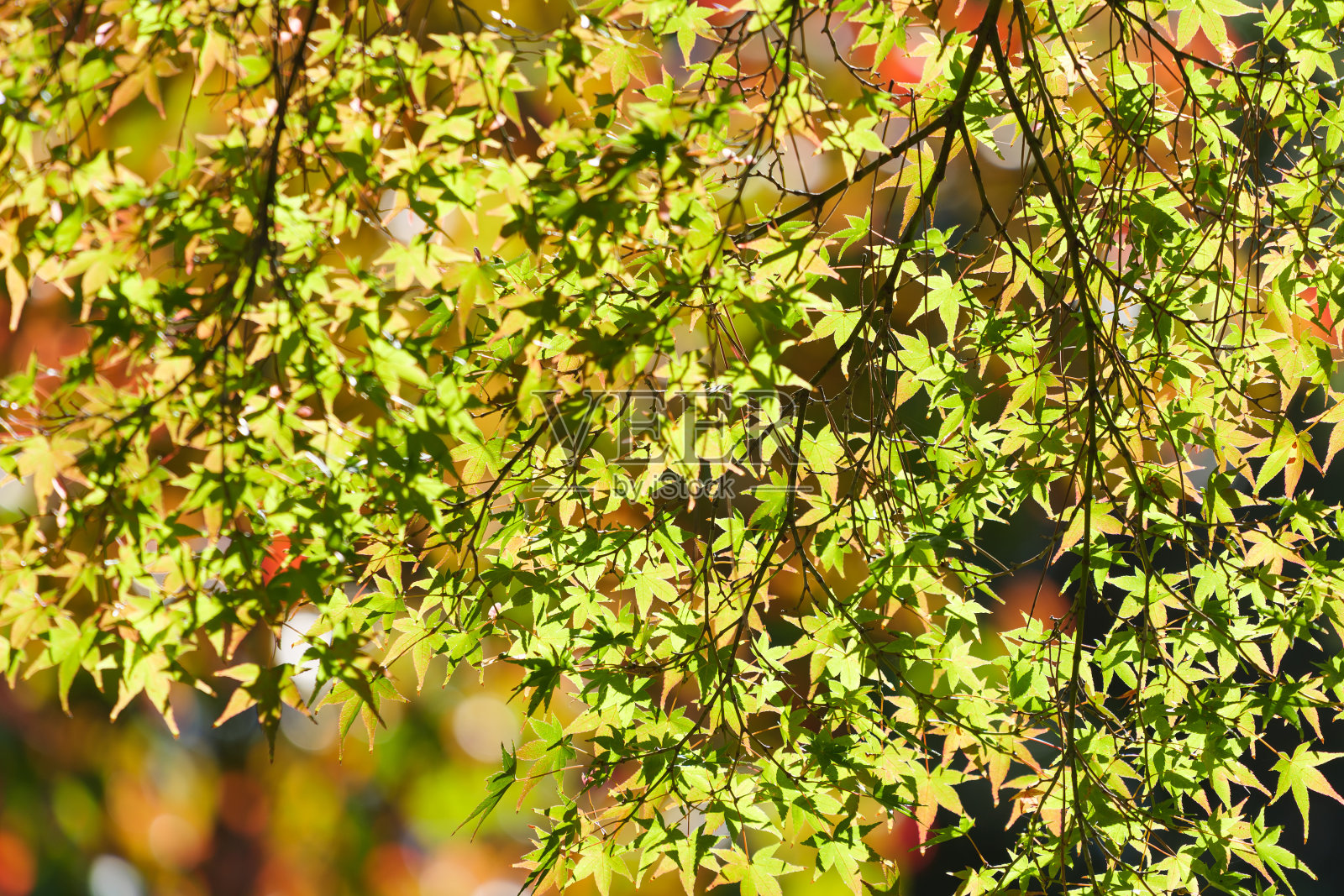 黄绿色的枫树在秋天的阳光下闪闪发光照片摄影图片