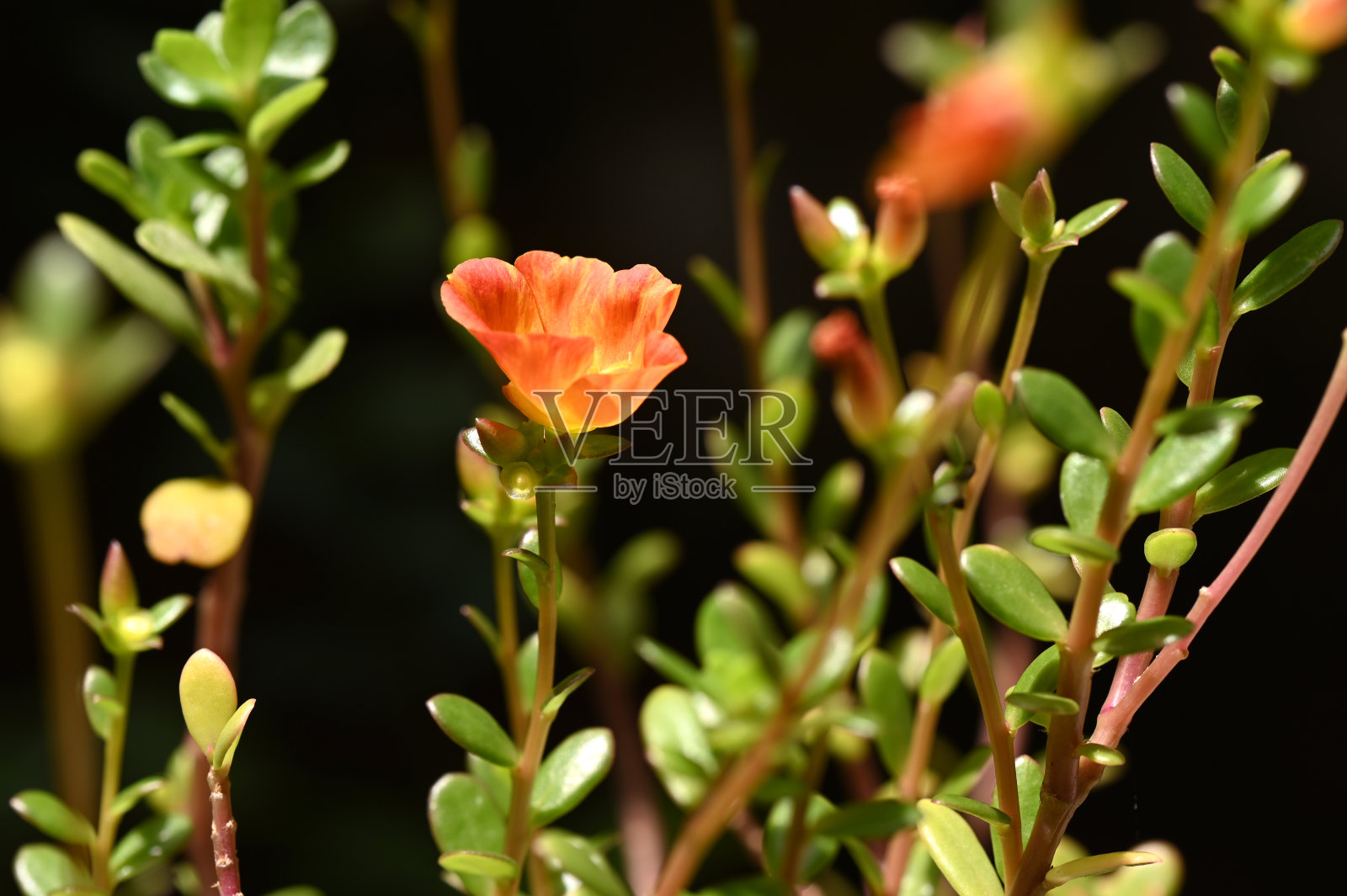 黄花微距摄影与模糊的背景，自然花园花照片摄影图片