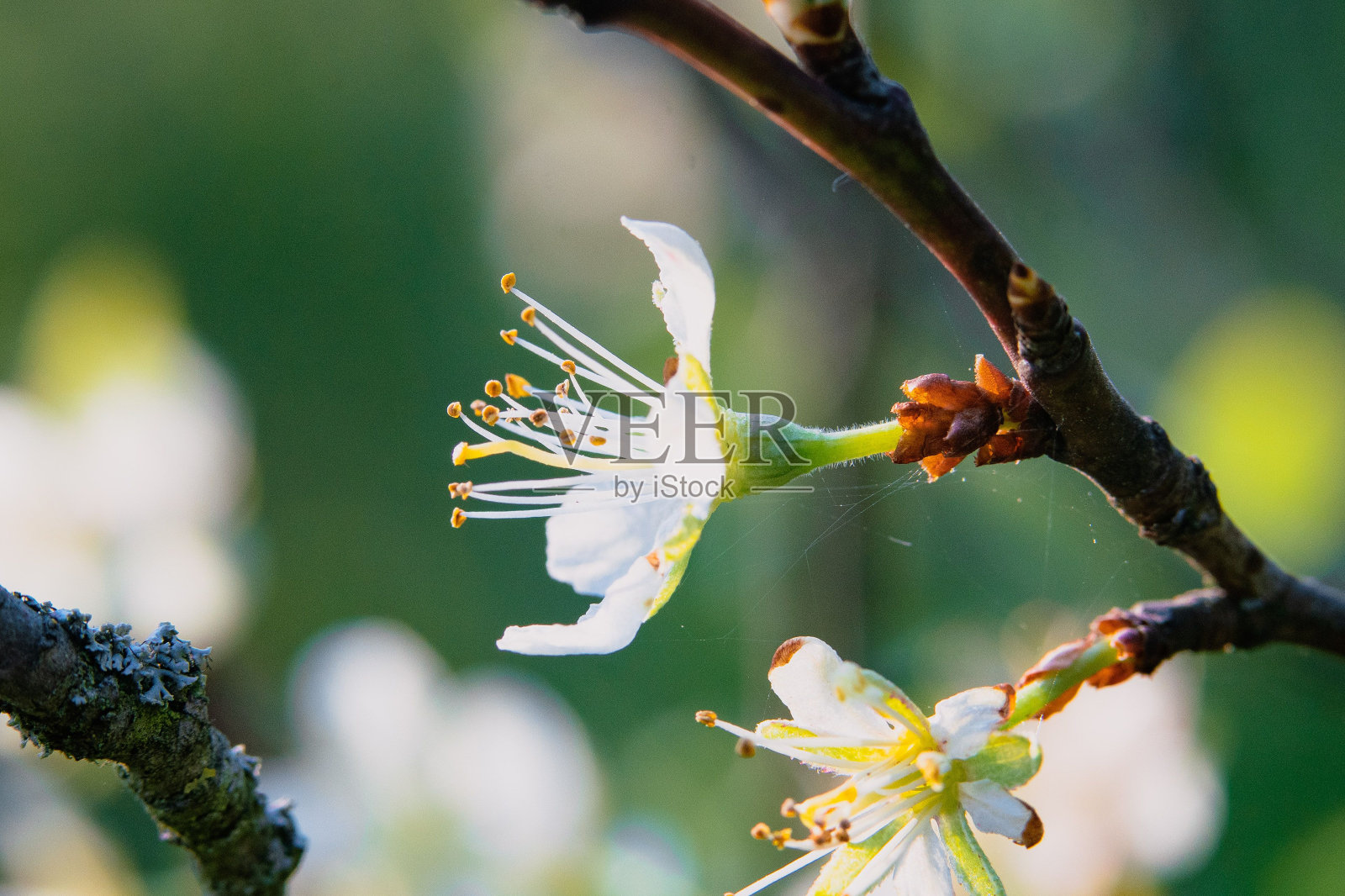 春天的樱花树枝花朵特写照片摄影图片