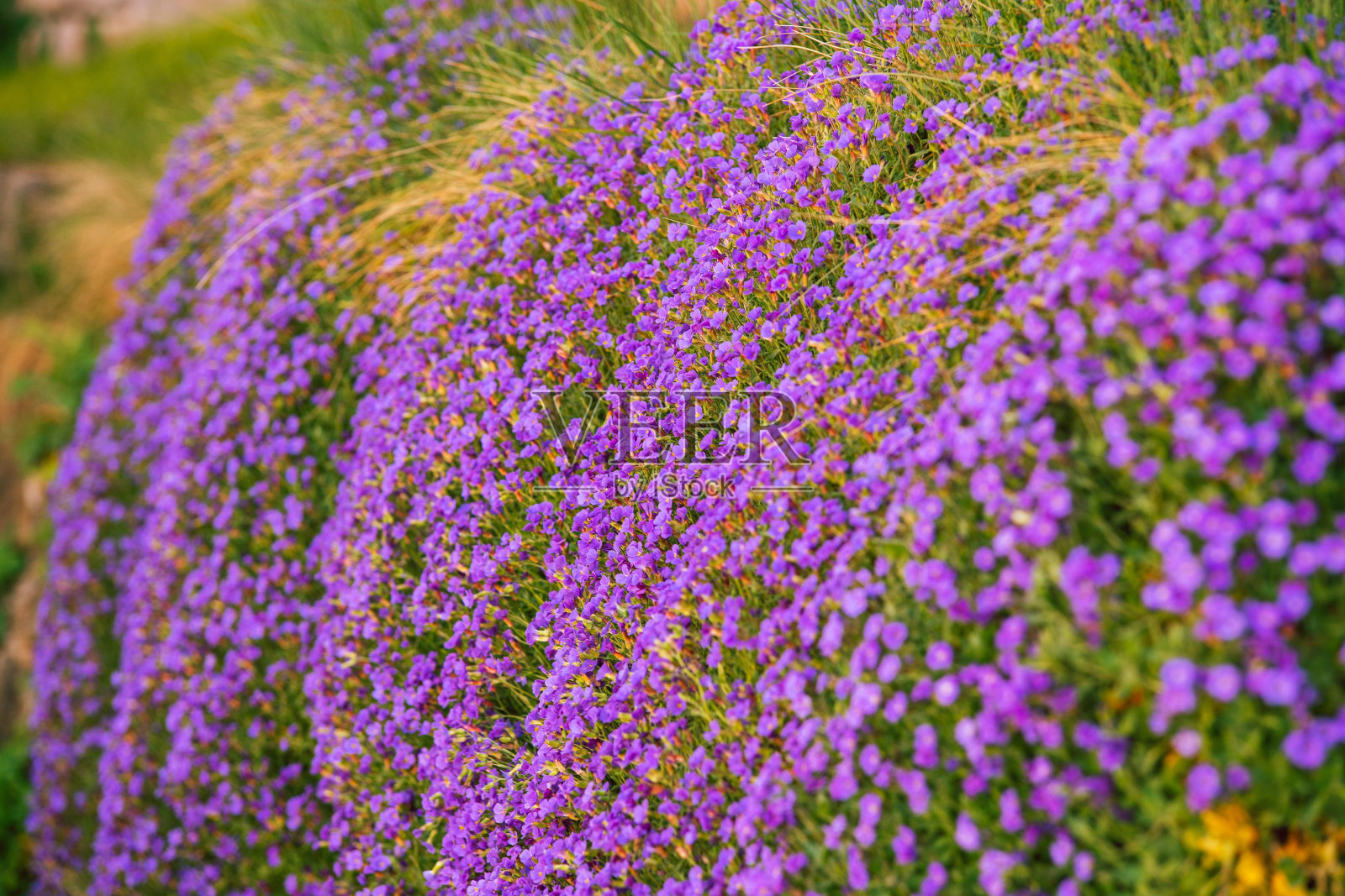 白天一片紫色岩石芥的特写镜头照片摄影图片