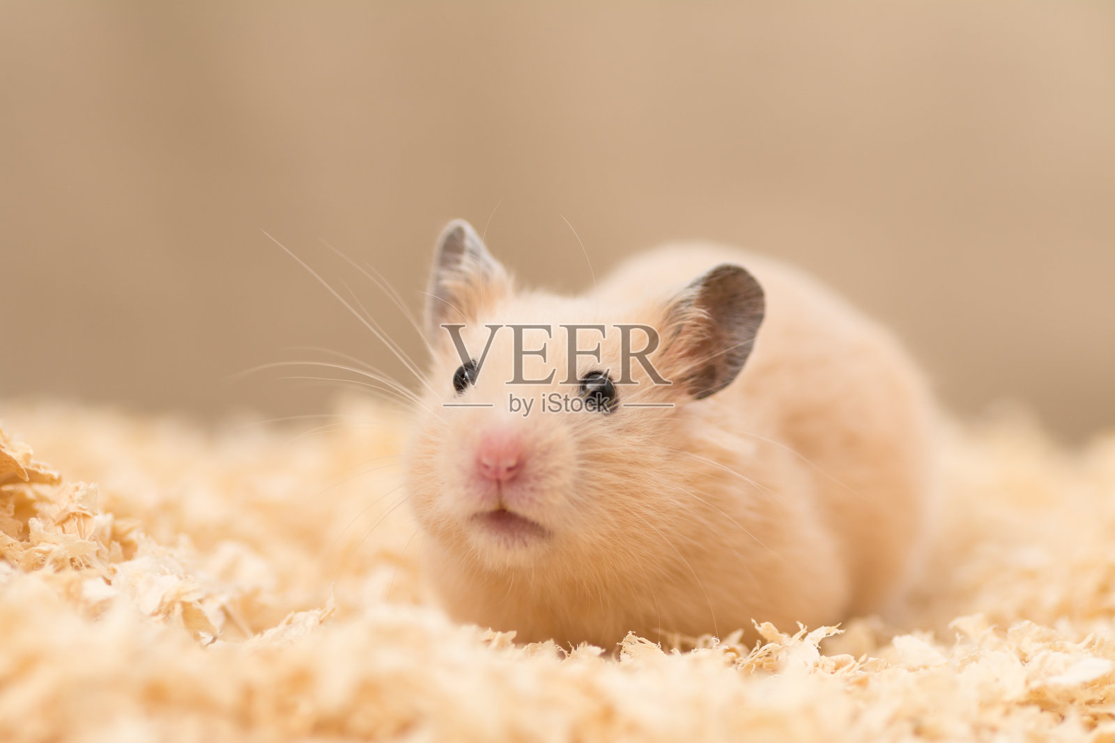 黄金仓鼠照片摄影图片