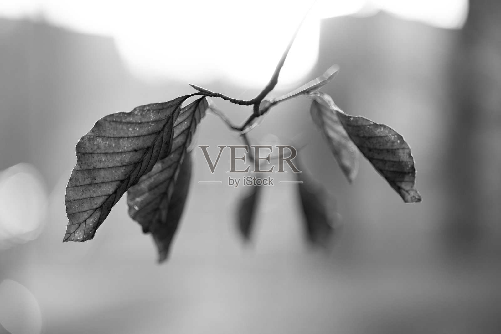 树上的叶子照片摄影图片