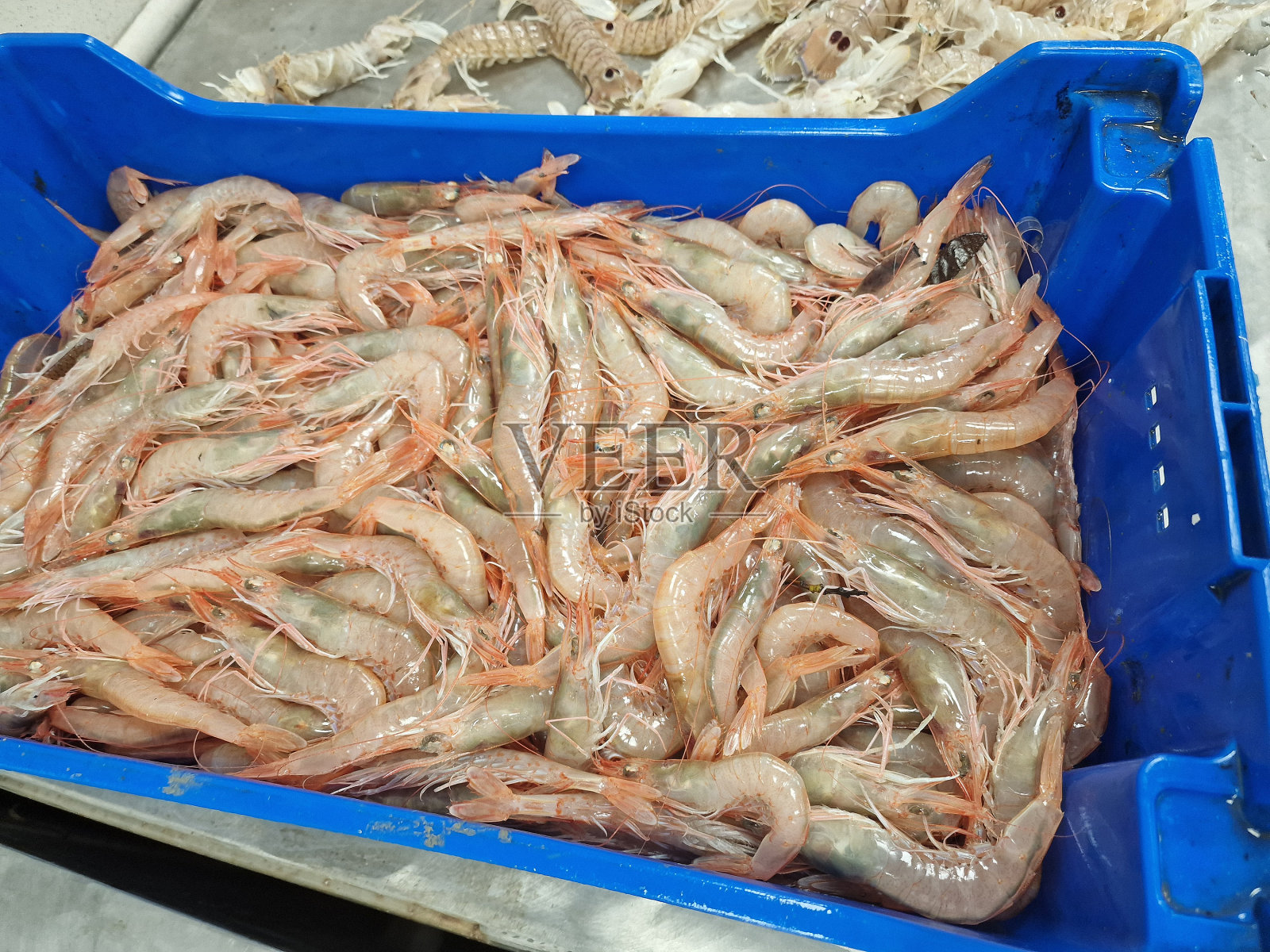 在鱼市捕获新鲜活章鱼照片摄影图片