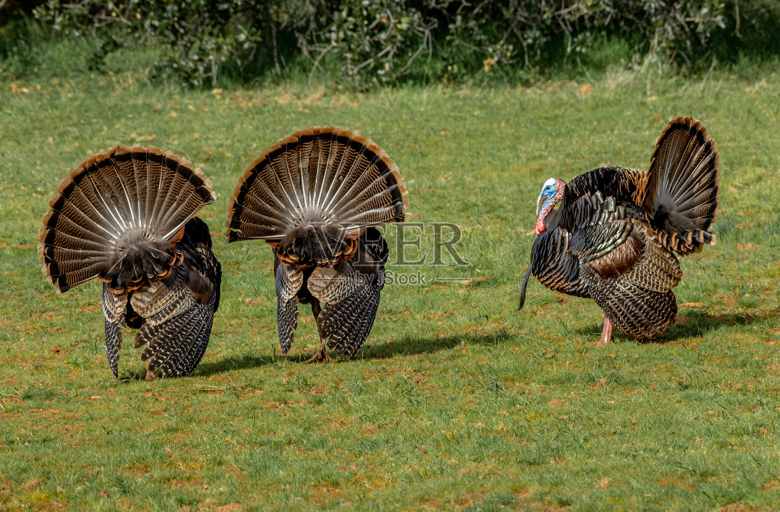 美国野生火鸡照片摄影图片