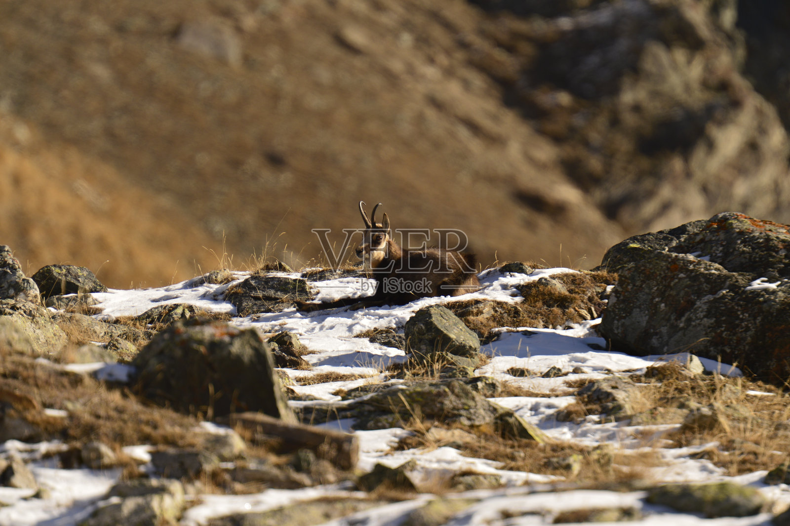 Alpine羚羊照片摄影图片