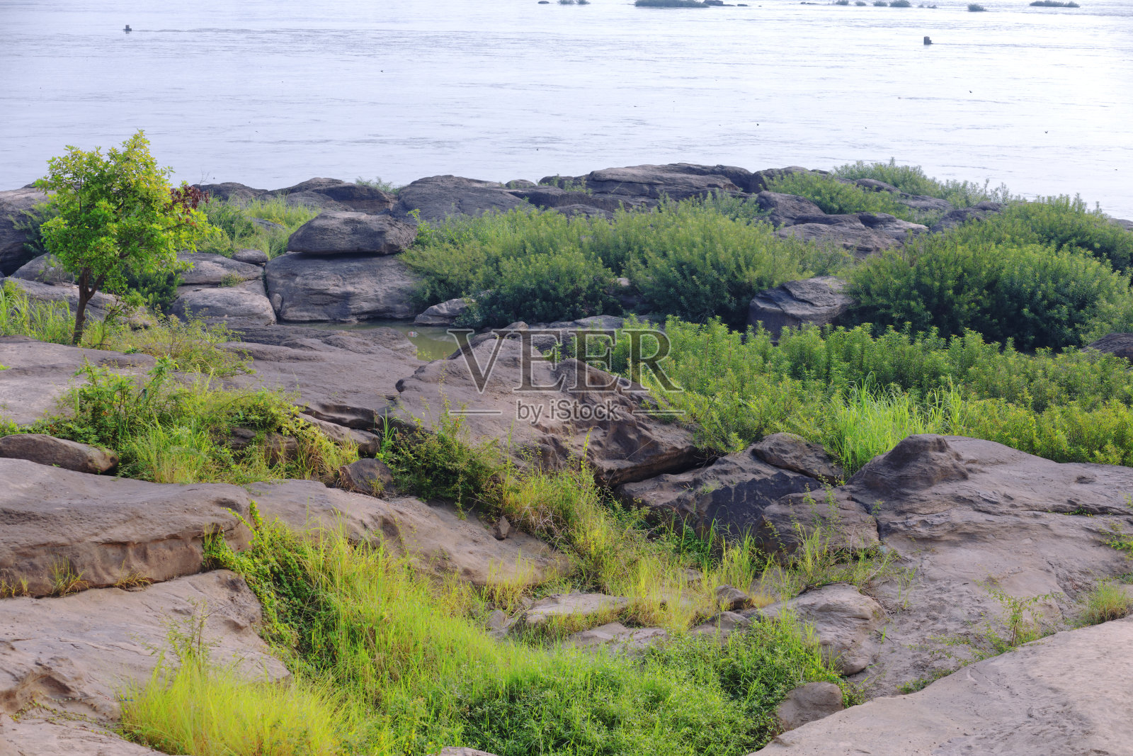 清晨湄公河上的岩石和植物照片摄影图片