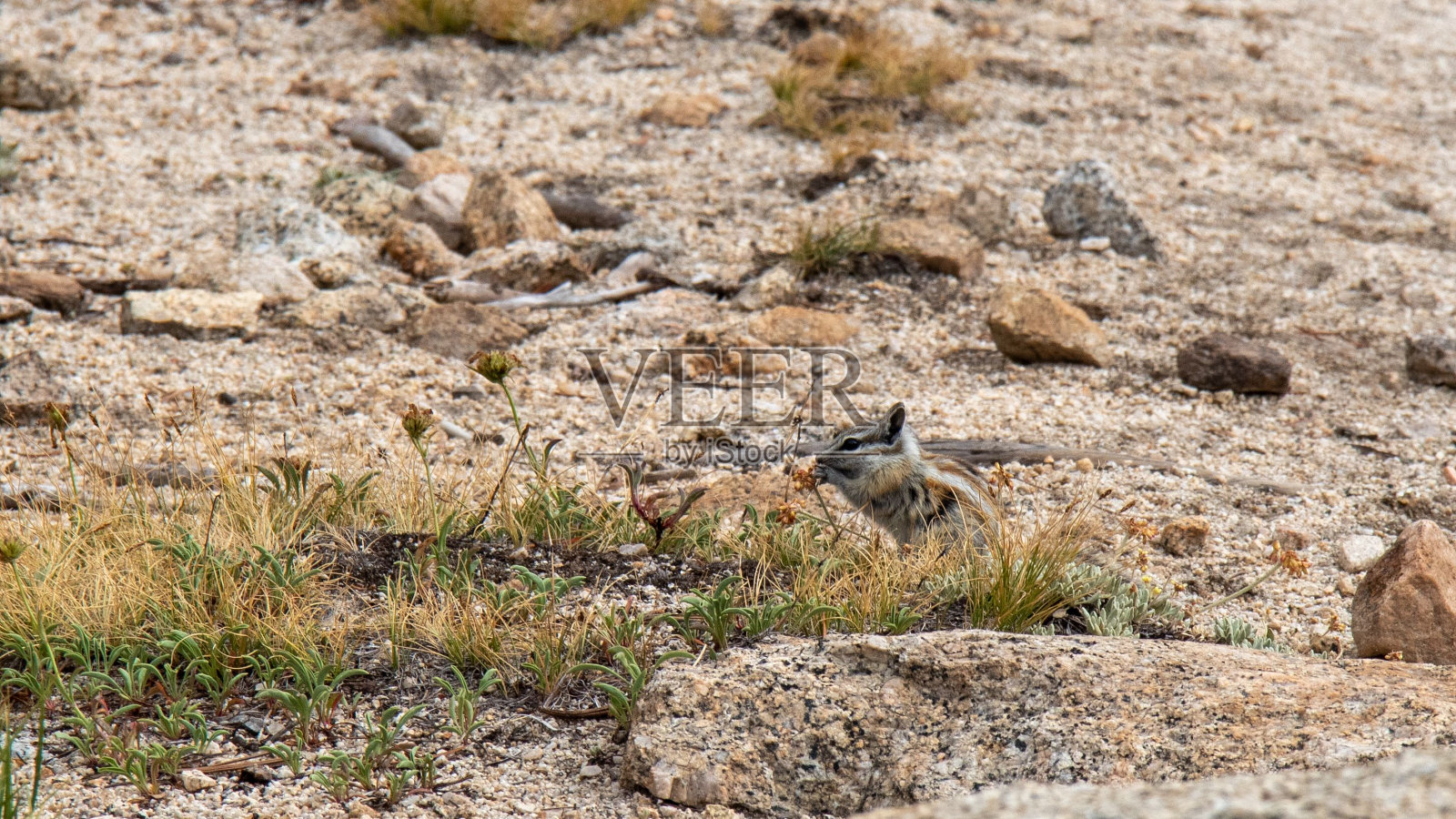加利福尼亚约翰缪尔小径上，一只阿尔卑斯花栗鼠正在吃莎草的种子照片摄影图片
