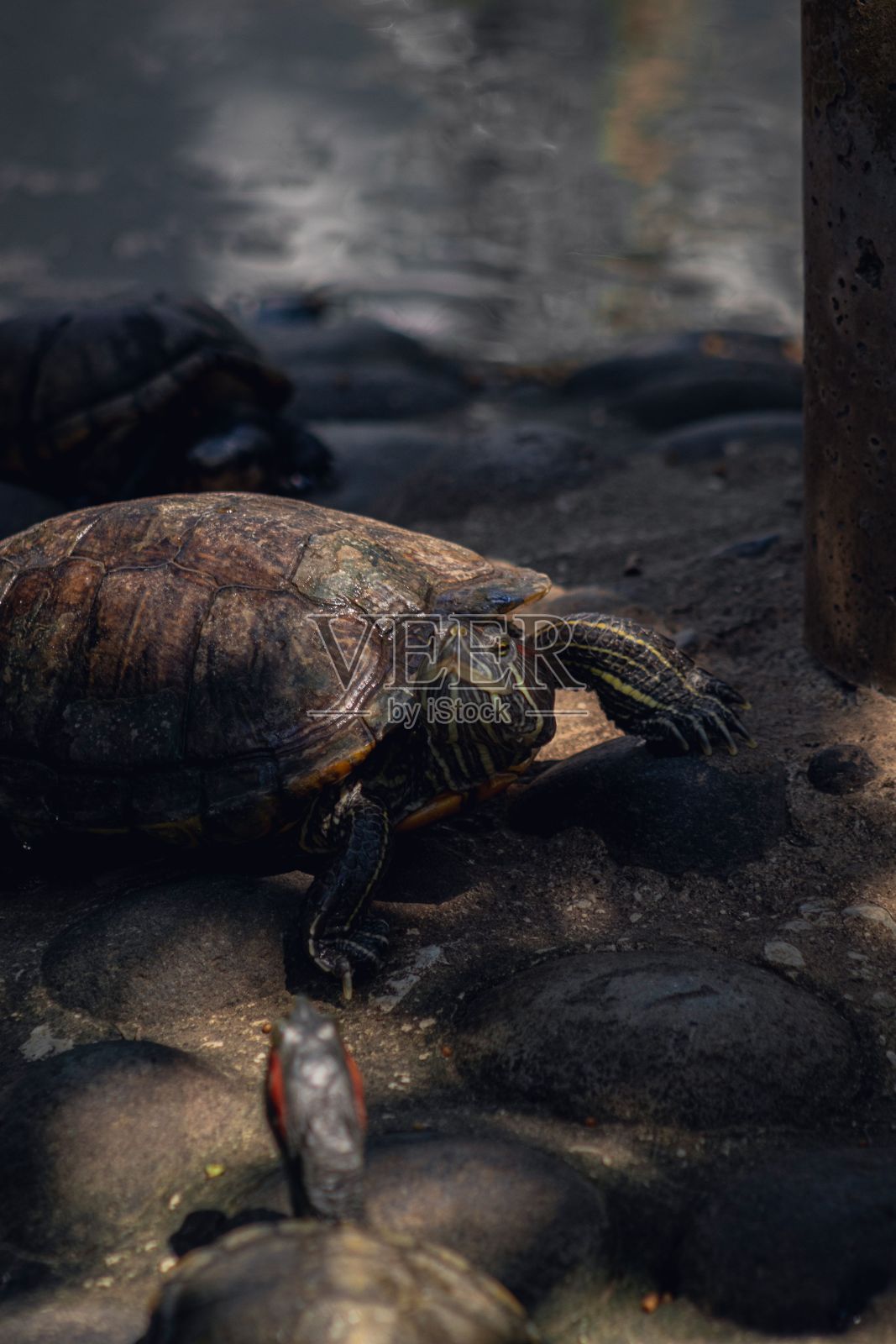 大海龟仰视岩石和沙子地面的垂直镜头照片摄影图片