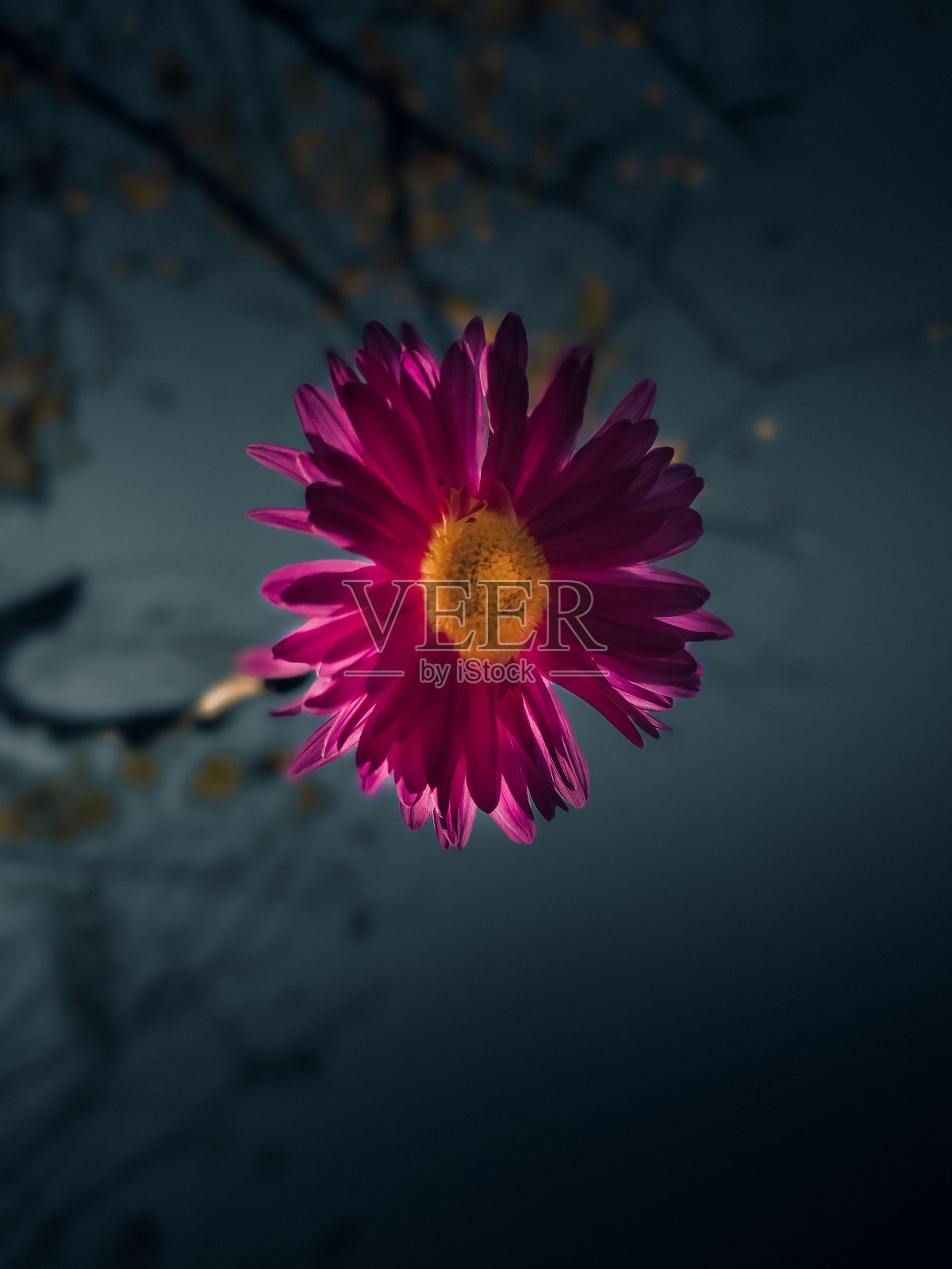 垂直特写的粉红色德兰士瓦雏菊模糊的背景照片摄影图片