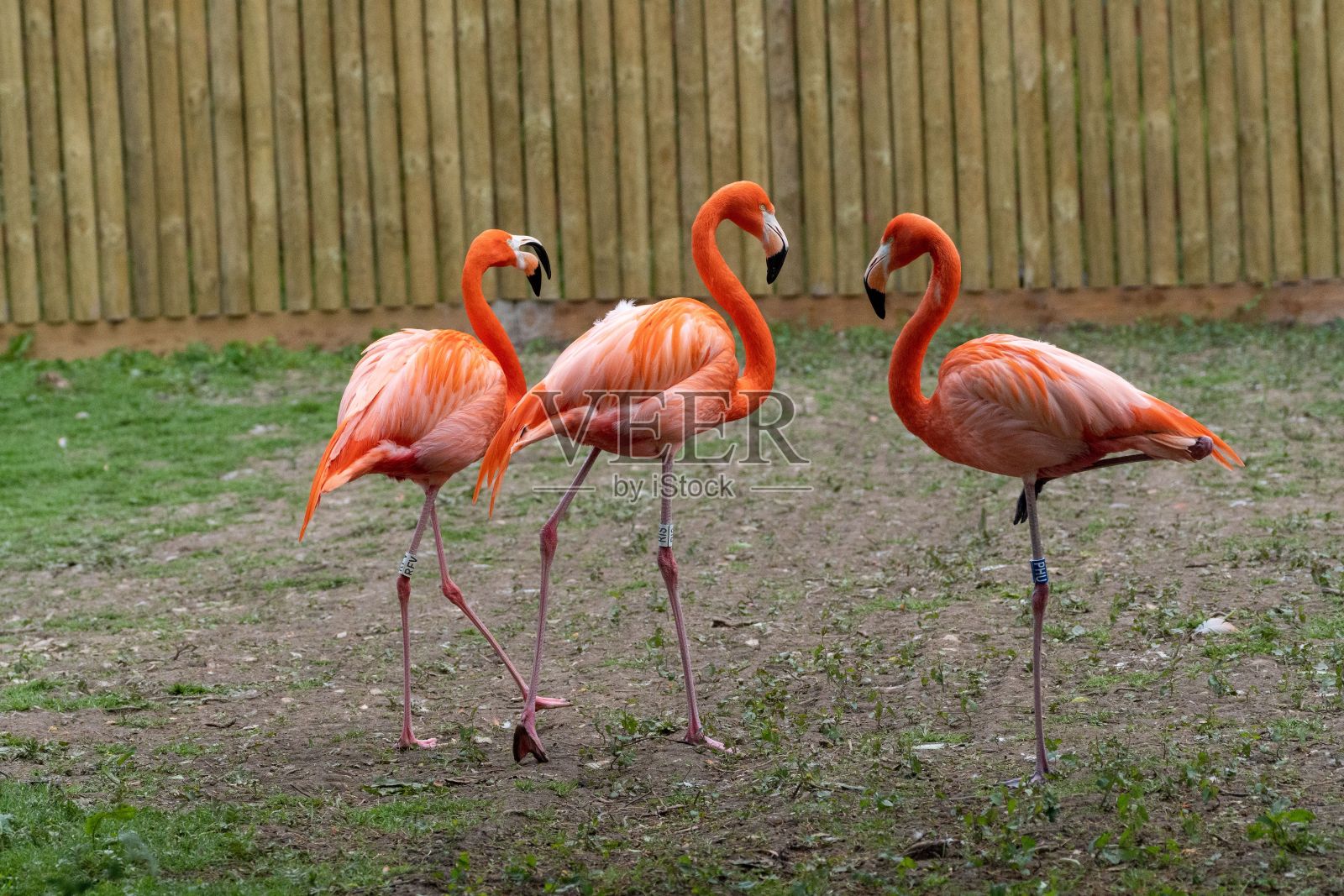 三只加勒比火烈鸟站在泳池边的特写照片摄影图片