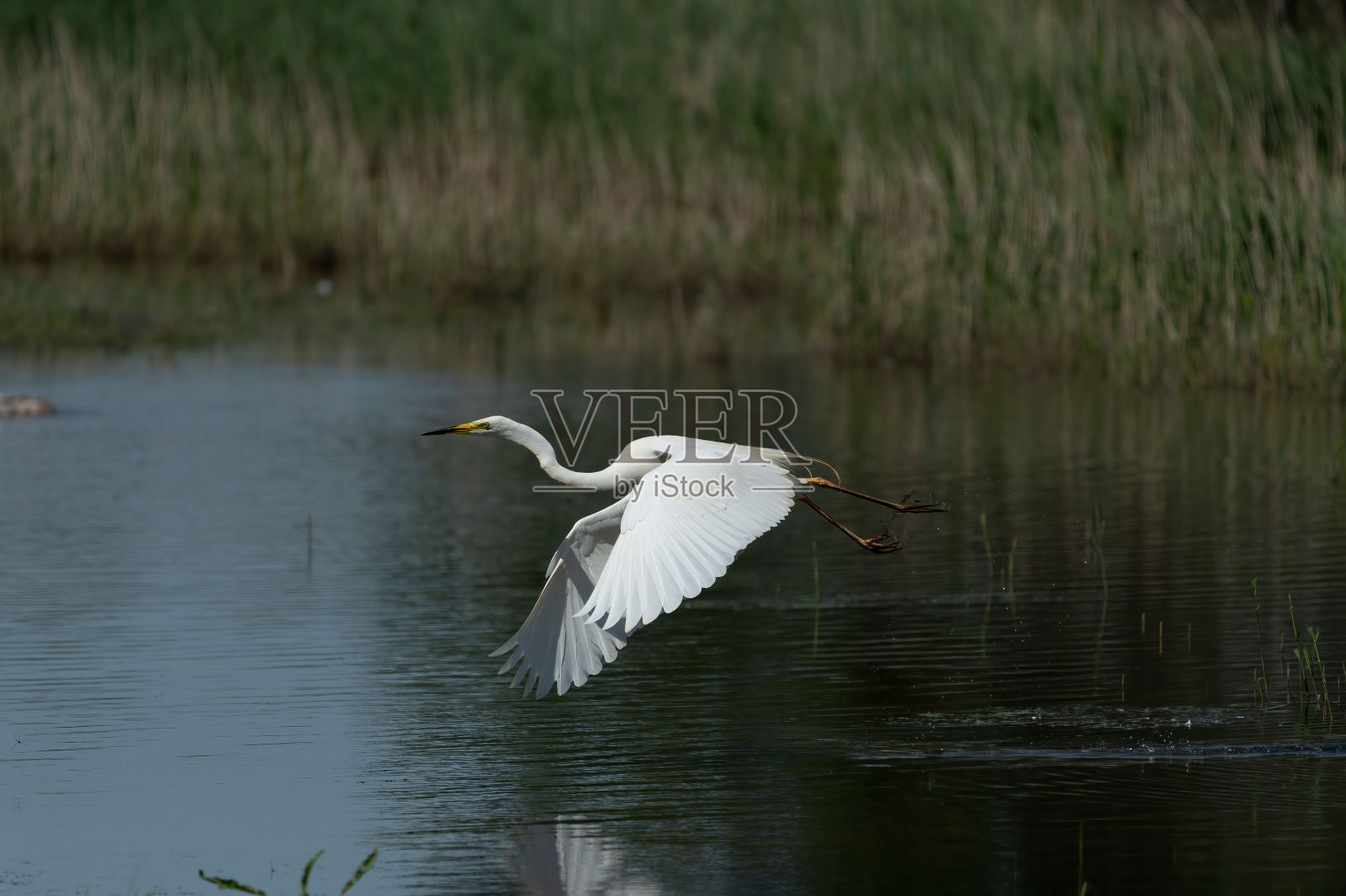 大白鹭飞过湖面的特写照片摄影图片