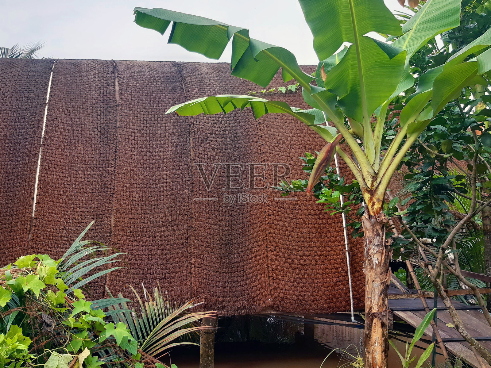 在繁茂的热带植被中，木制小屋的椭圆形椽木屋顶的细节。椰叶屋盖。亚洲建筑和建筑的细节。照片摄影图片