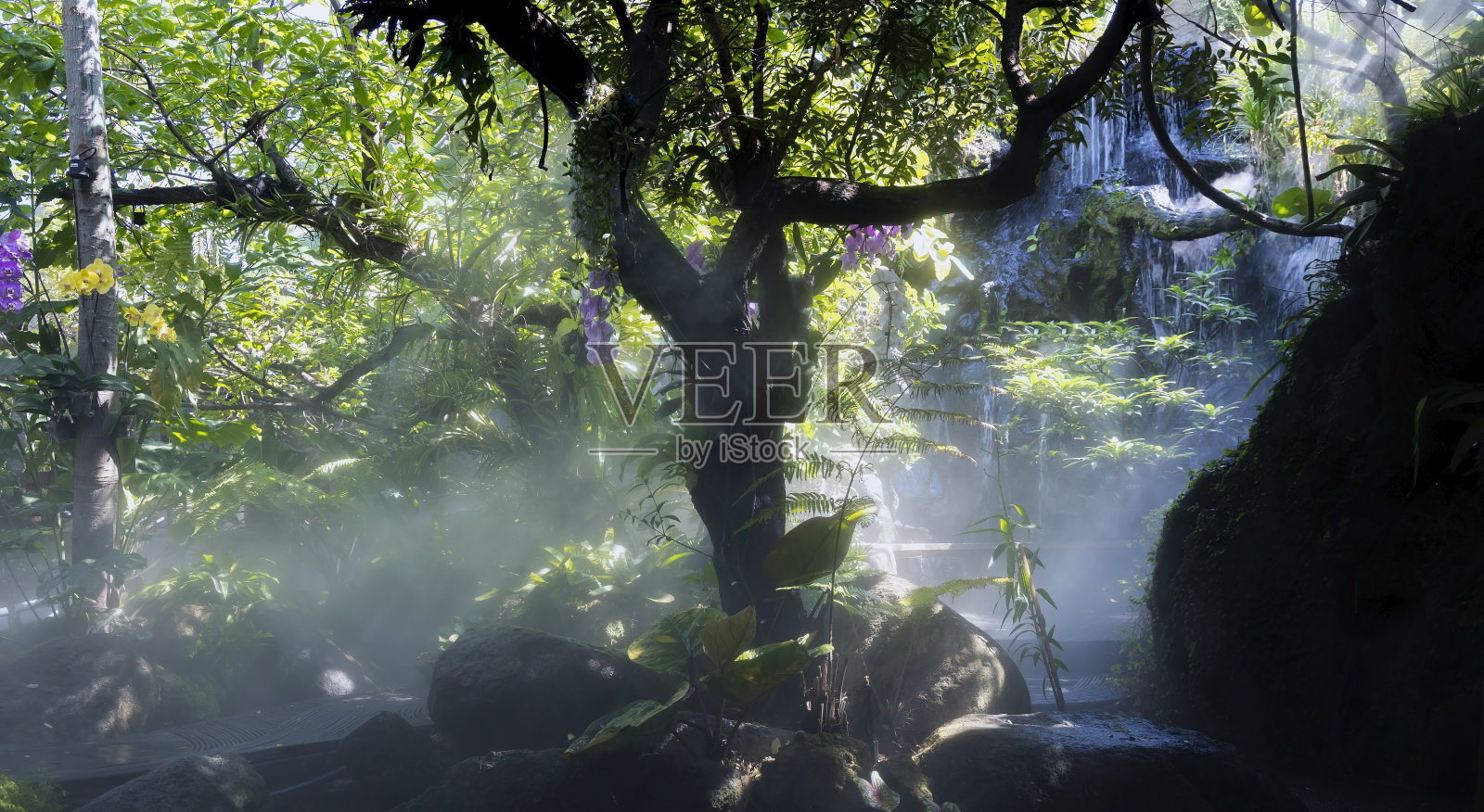 热带丛林与河流的自然阳光和雾在花园照片摄影图片