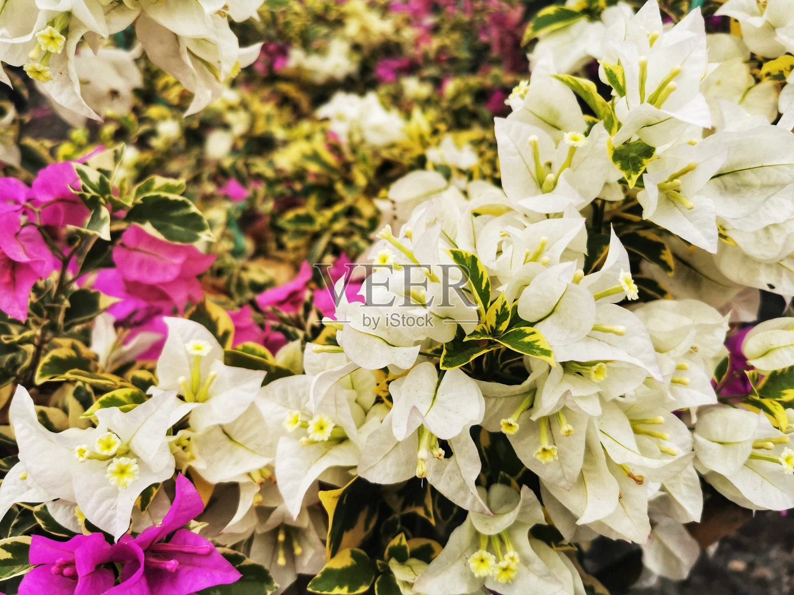 一种由紫红色和白色花朵组成的丰富的花序，称为三角梅。通常种植在花盆或花园装饰品中，美观且易于维护。照片摄影图片