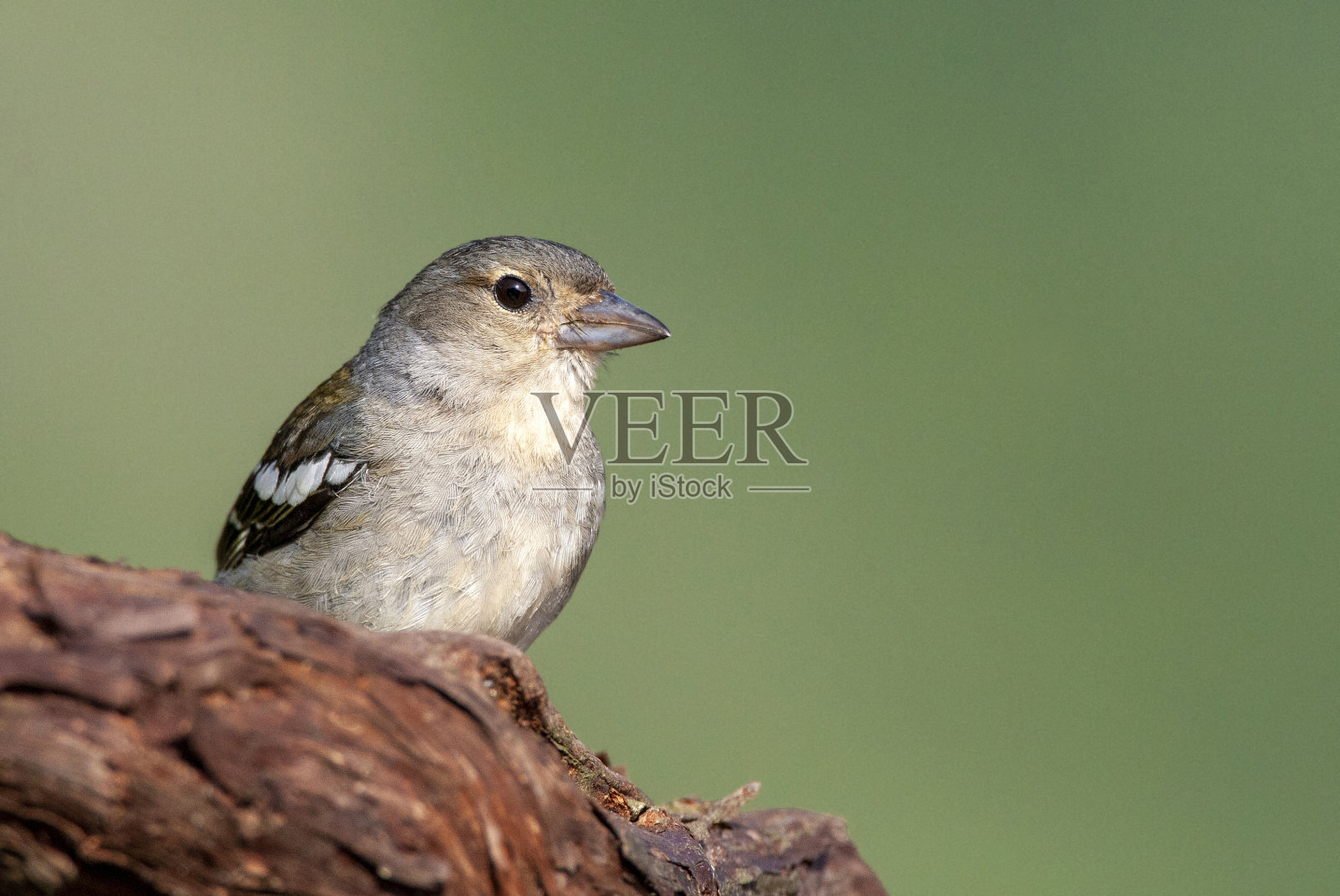 马德拉查芬奇，弗林吉拉腔肠马德伦西斯照片摄影图片