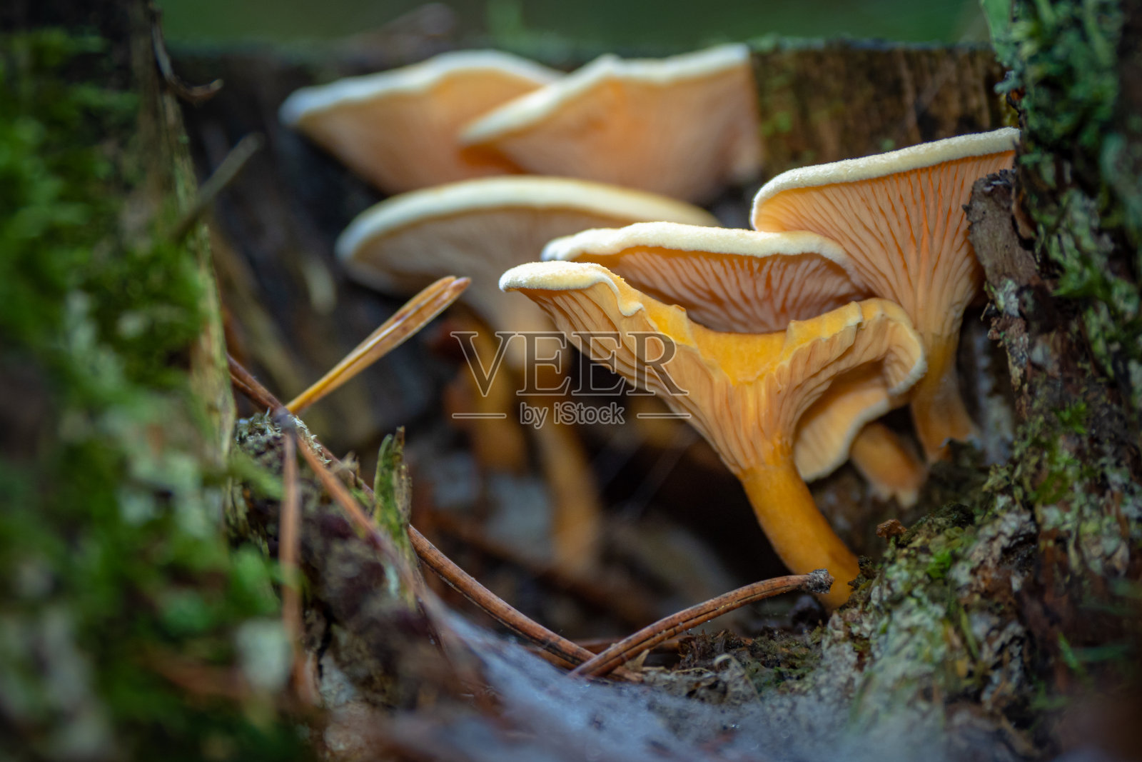 美丽的野生蘑菇生长在法国的森林里照片摄影图片