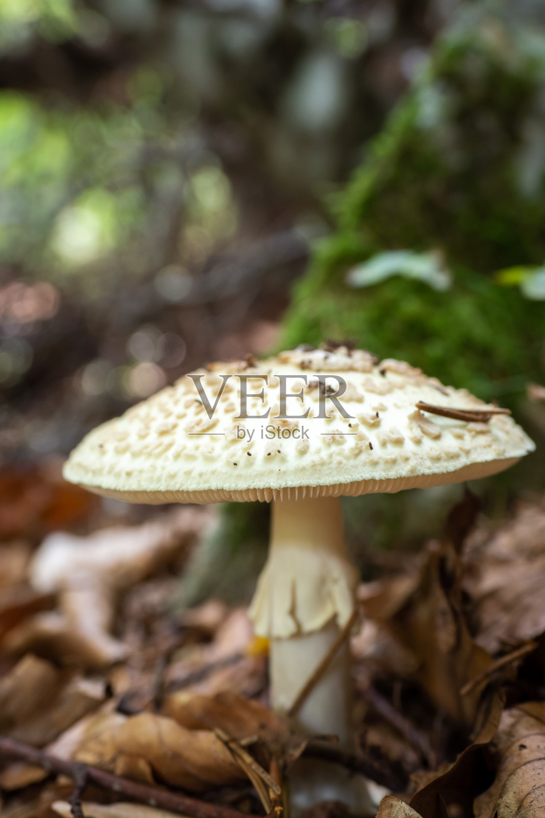 美丽的野生蘑菇生长在秋天的森林里照片摄影图片