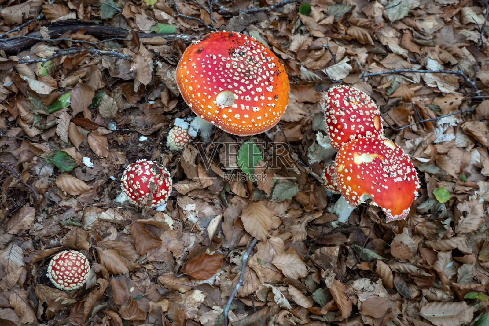 生长在森林里的毒蕈照片摄影图片