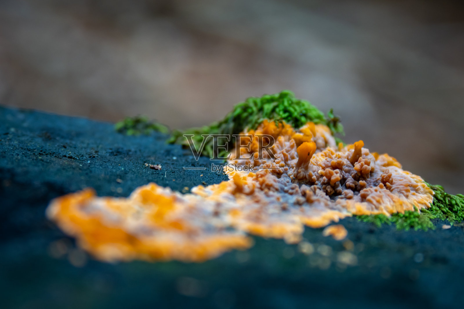 秋天在森林里生长的一簇野生蘑菇照片摄影图片