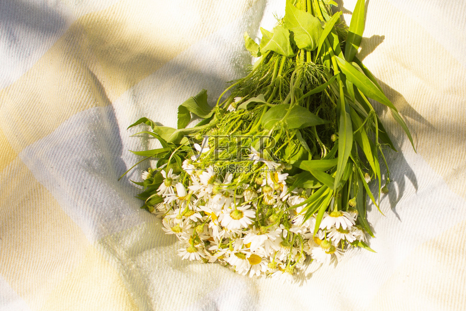森林里毯子上的一束野雏菊。夏天的风景照片摄影图片