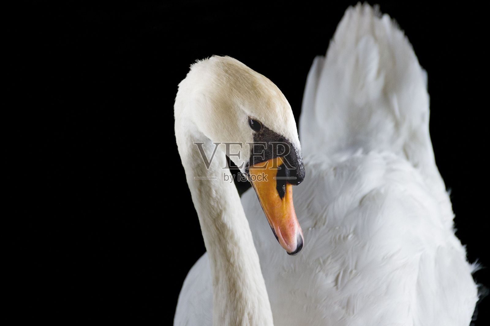 一只华丽的白天鹅伸长脖子，看着黑色背景上的相机照片摄影图片