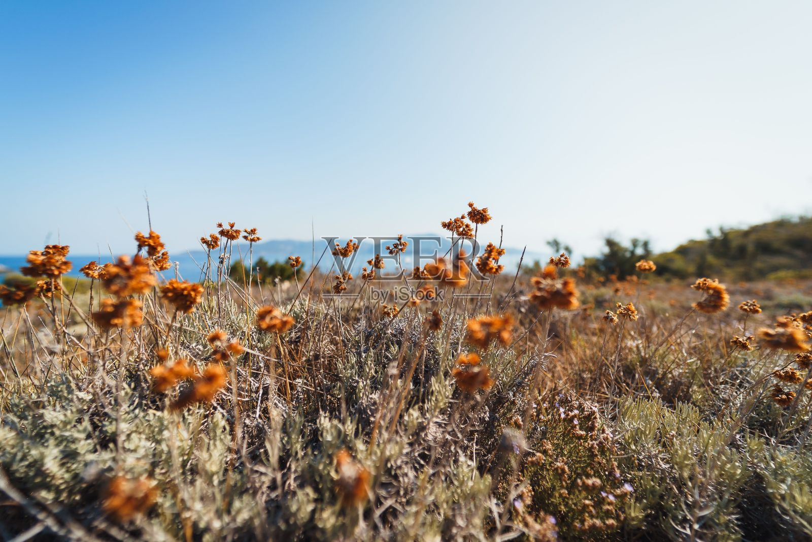 克罗地亚比塞沃亚得里亚海附近美丽的橙色花朵的选择性聚焦镜头照片摄影图片