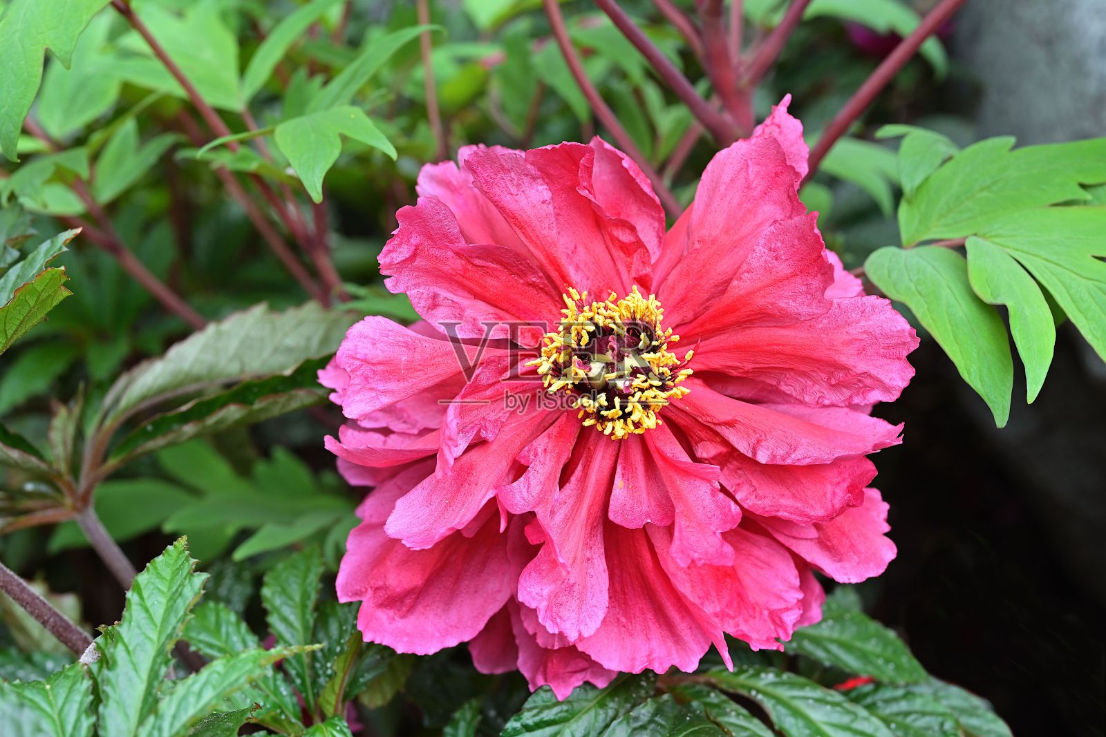 深红色牡丹花，多排花瓣，亮黄色雄蕊，叶裂照片摄影图片