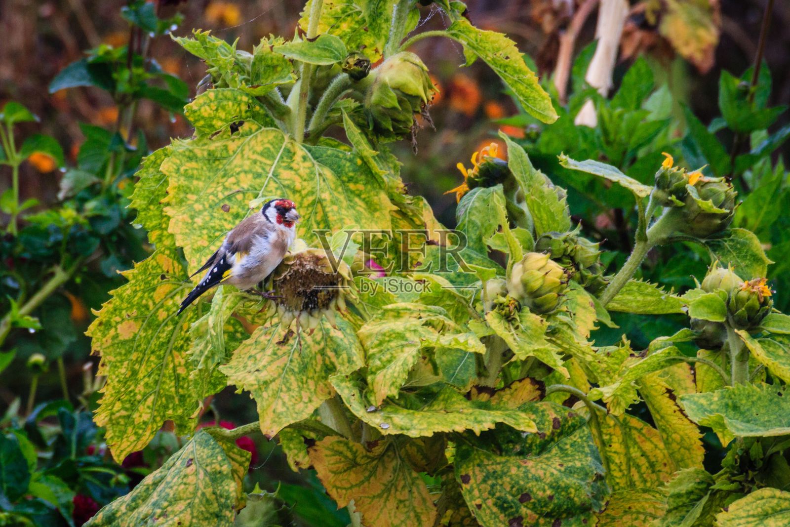一只可爱的金翅雀在一株美丽的绿色植物上的特写照片摄影图片