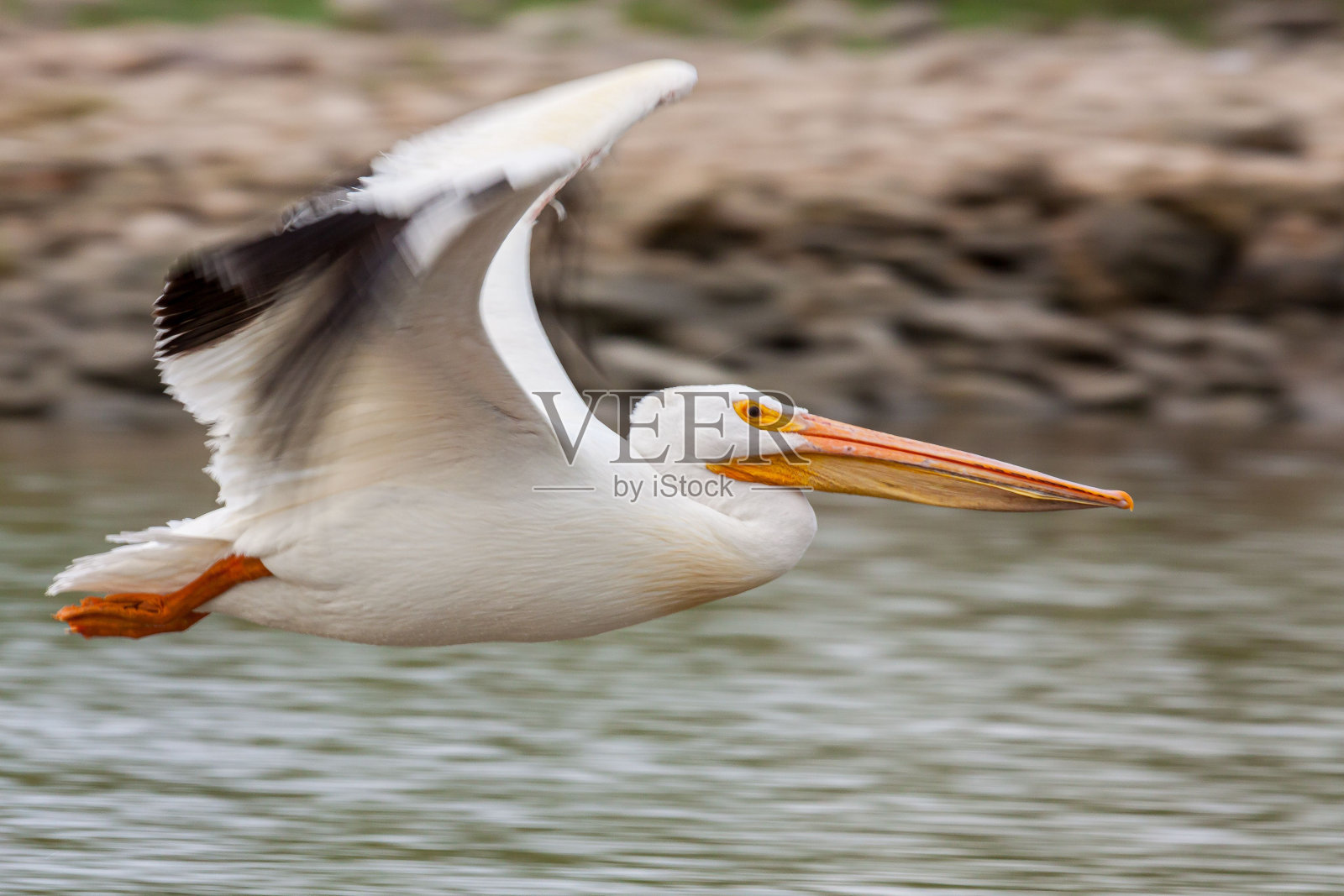 一只鹈鹕在空中飞翔照片摄影图片