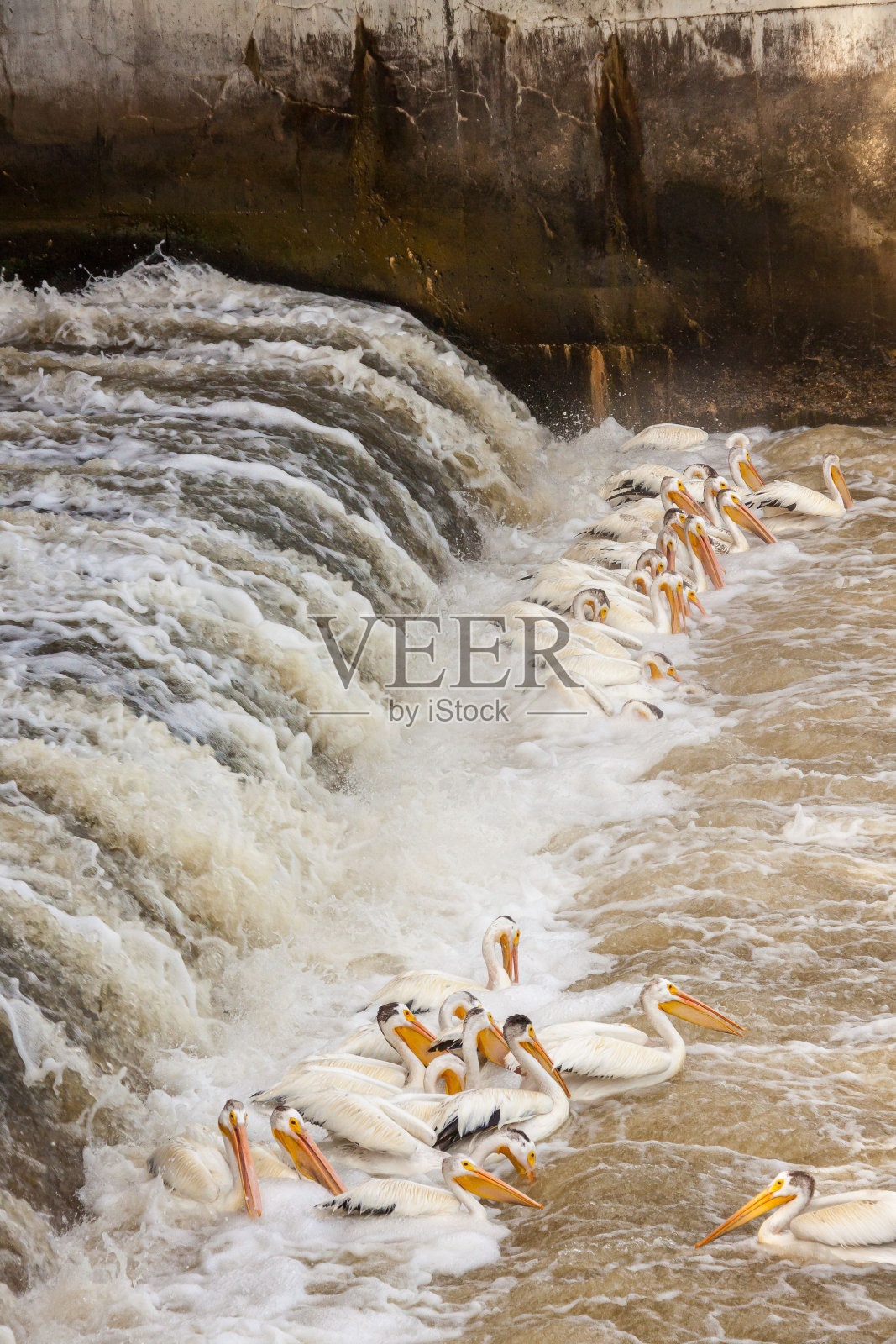 一群鹈鹕在钓鱼照片摄影图片