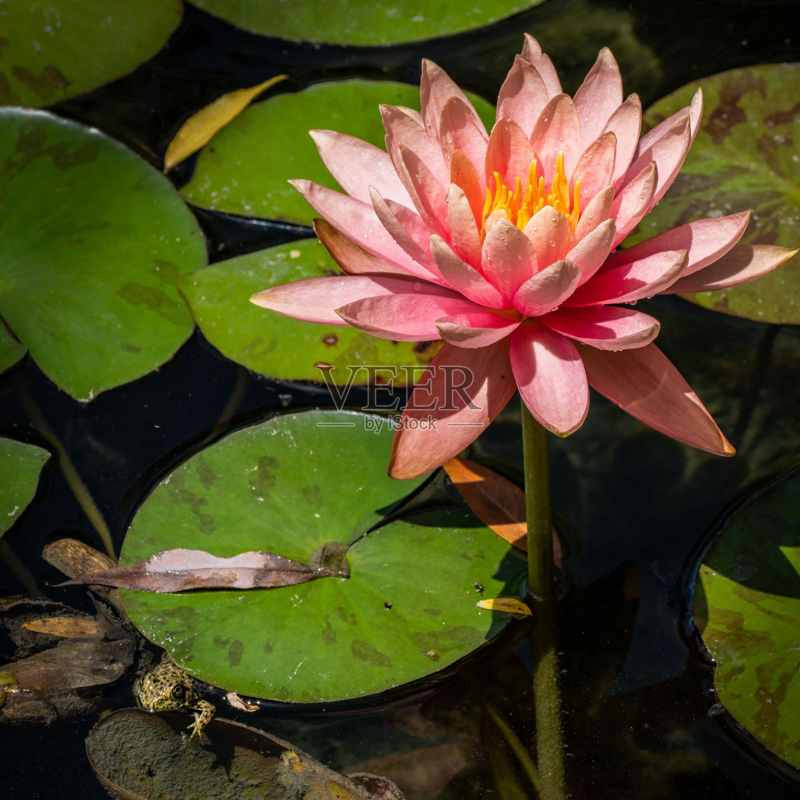 选择性聚焦拍摄一株粉红色的睡莲和一只小青蛙照片摄影图片
