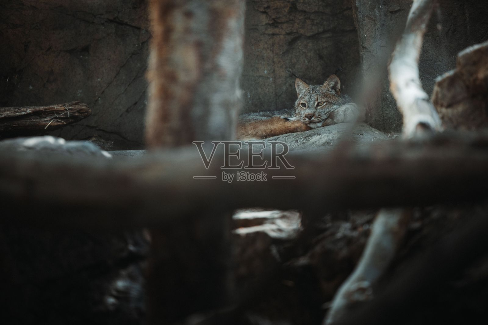 一只棕色的野猫躺在动物园里，前景模糊照片摄影图片