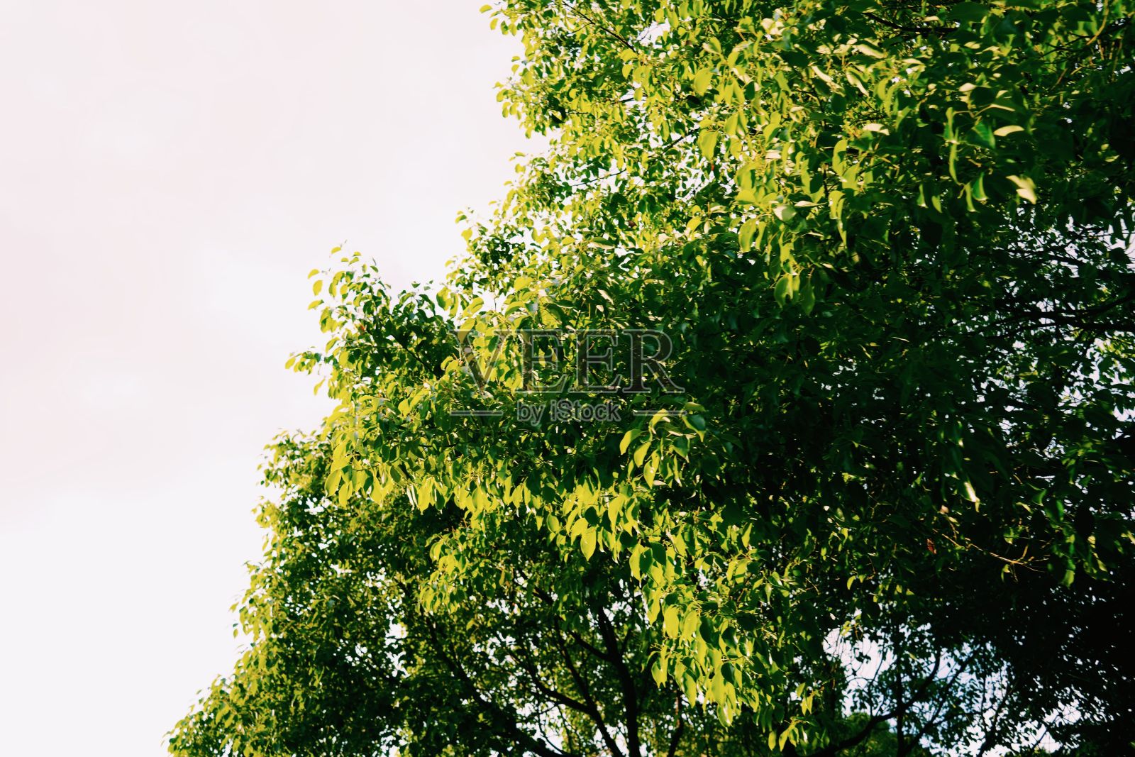 低角度拍摄的绿叶生长在树上对着天空与阳光照片摄影图片