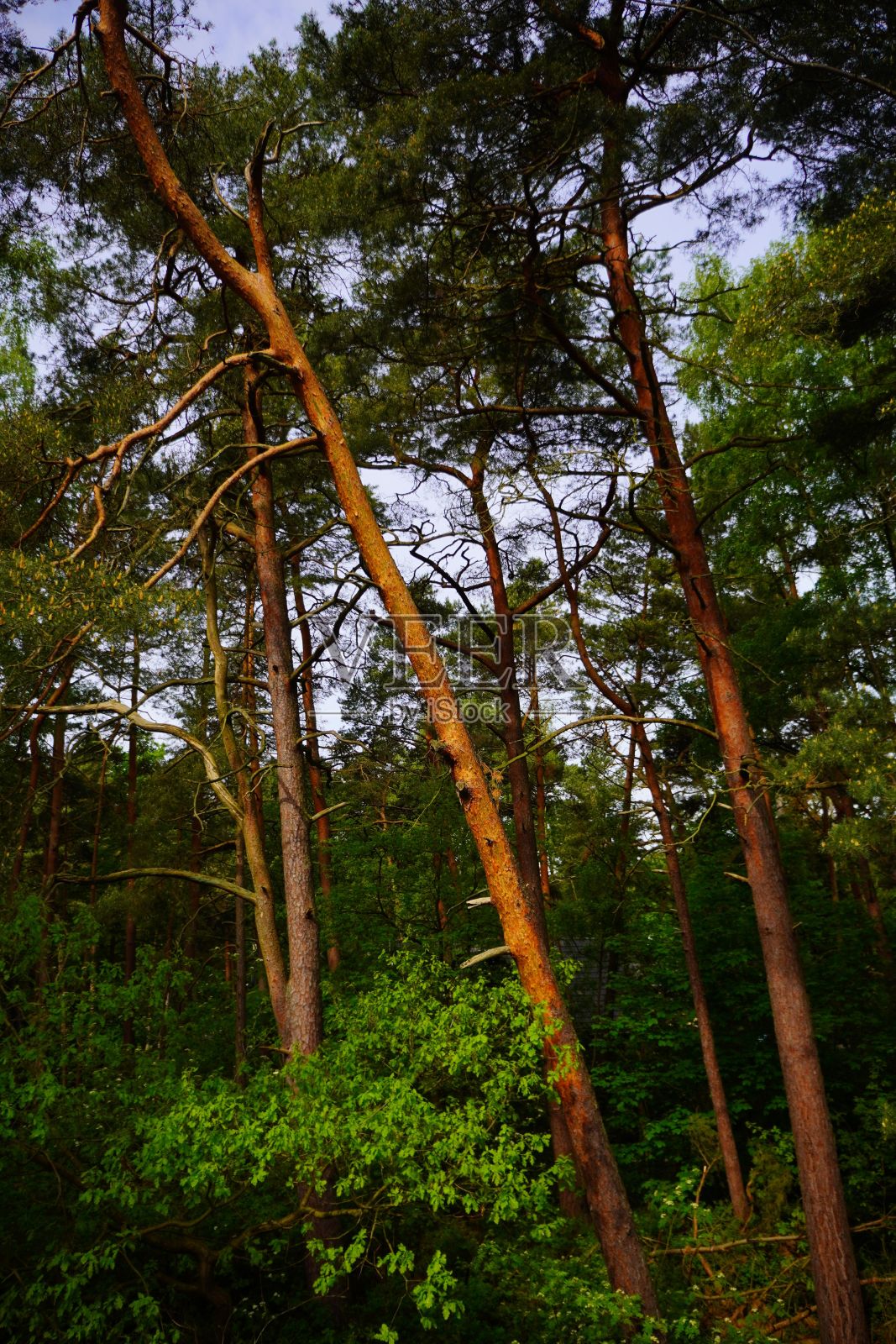 白天绿色森林的垂直镜头照片摄影图片