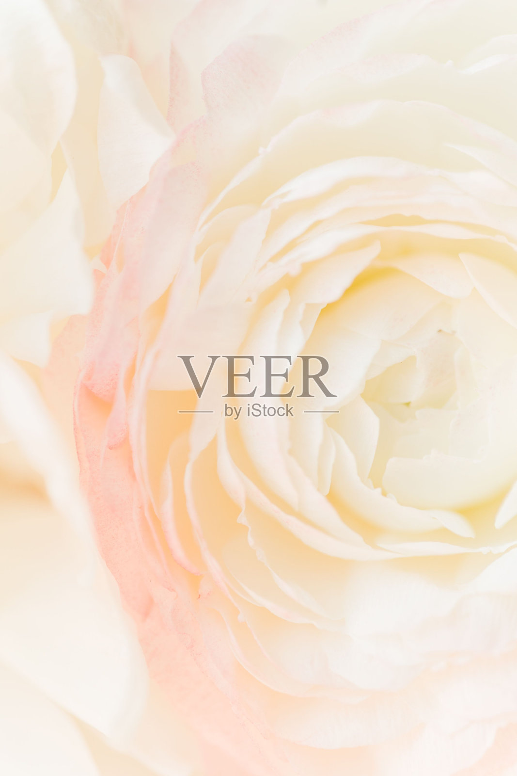 近距离的一个优雅的新娘花束与玫瑰照片摄影图片