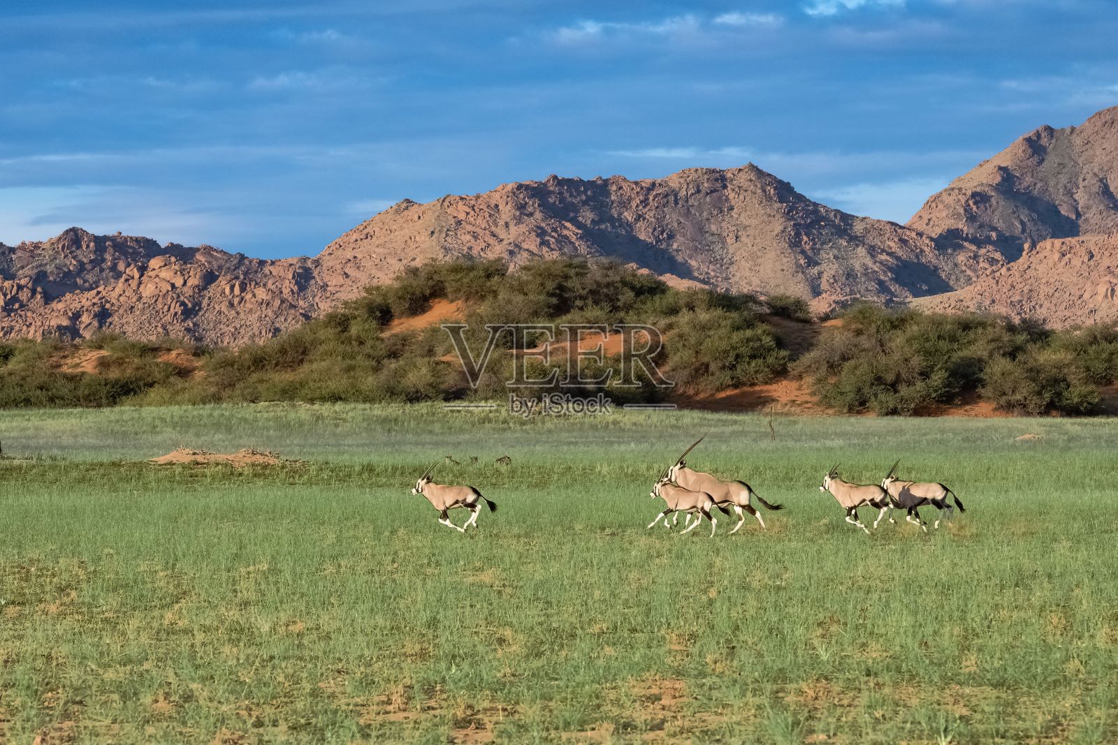 纳米比亚，羚羊群奔跑照片摄影图片