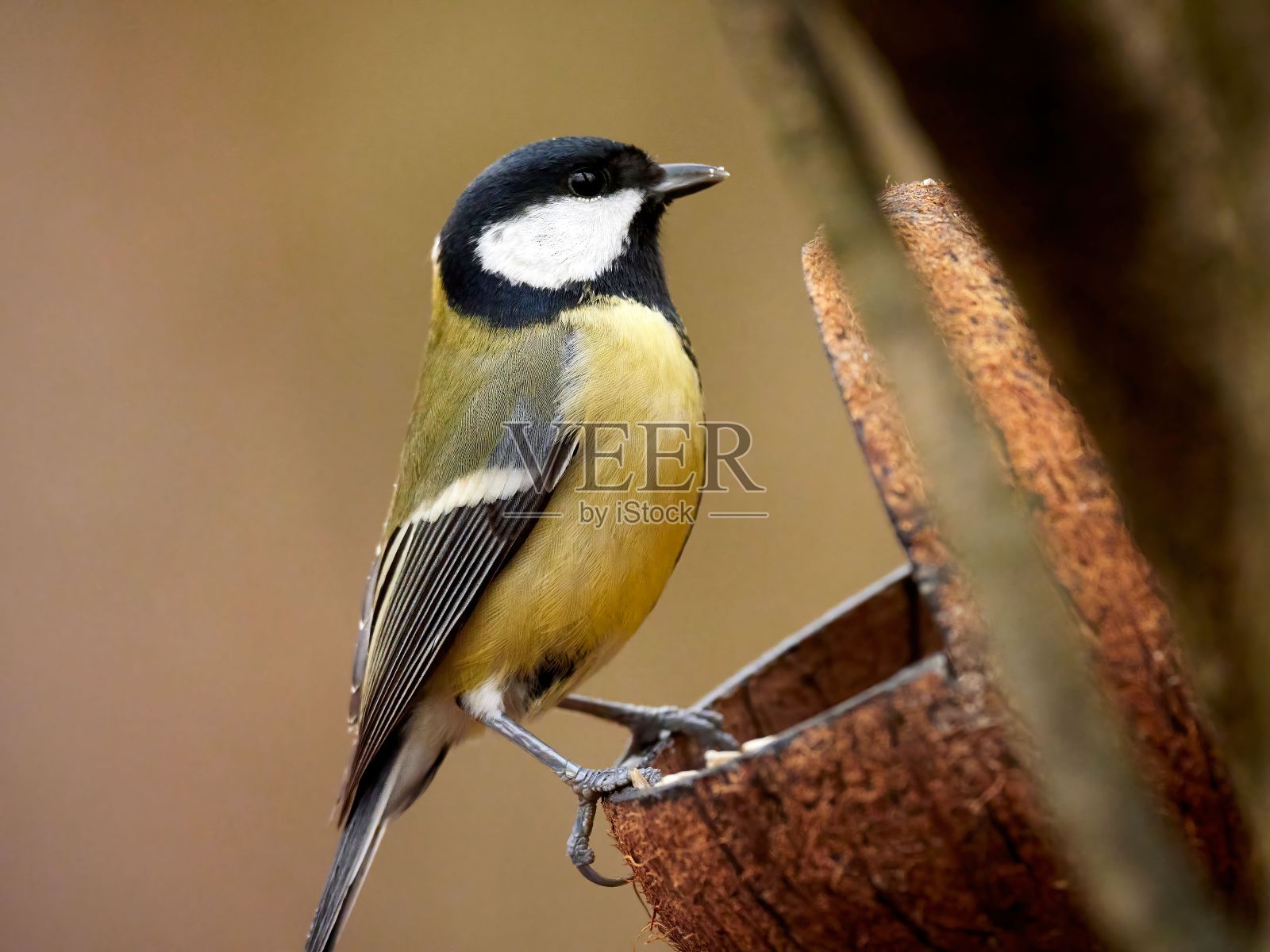 大山雀(Parus major)在模糊背景上的特写照片摄影图片
